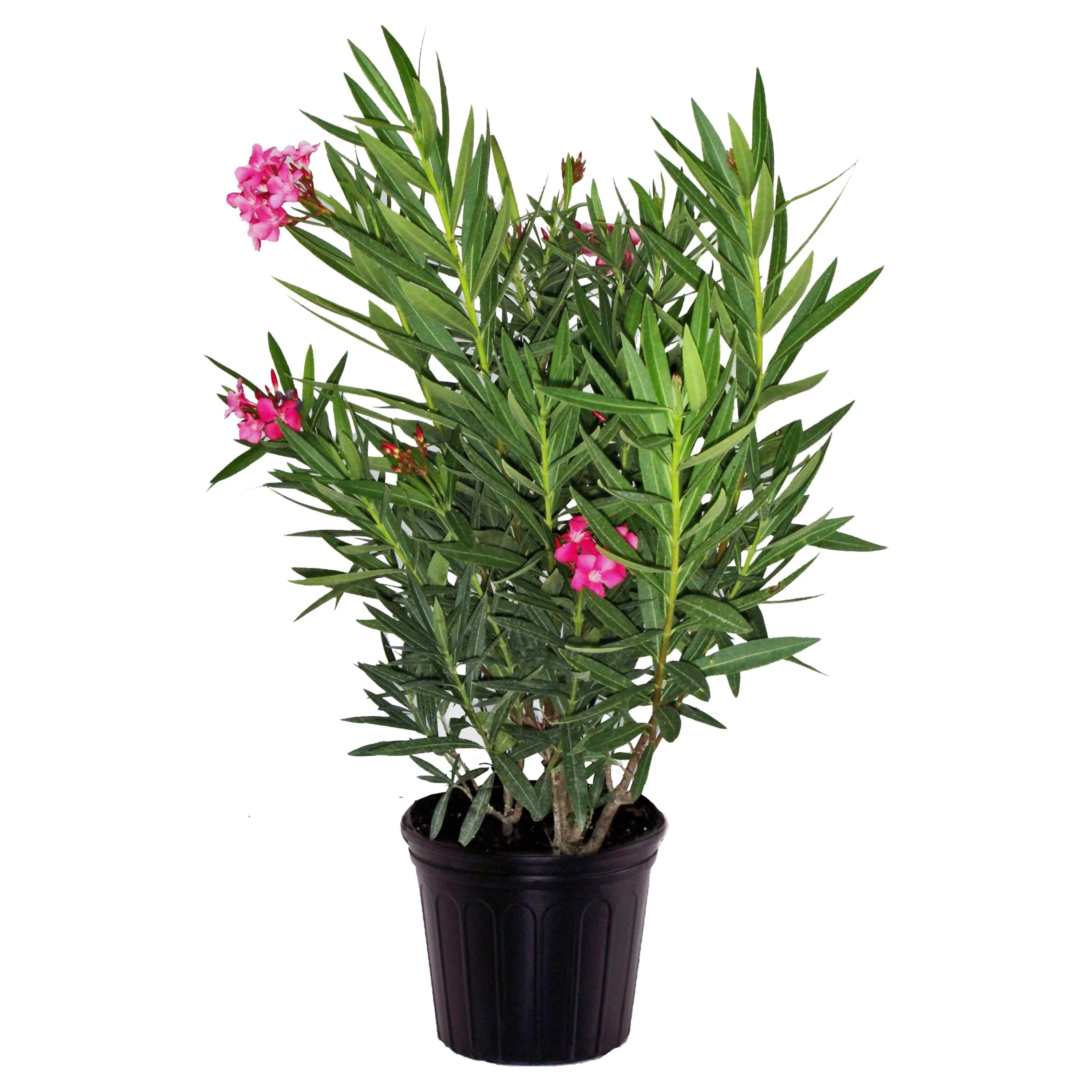Costa Farms Oleander Bush 3GAL