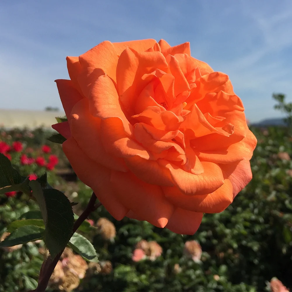 Heirloom Roses Climbing Rose Bush - Bright Fire Orange Rose Plant Live