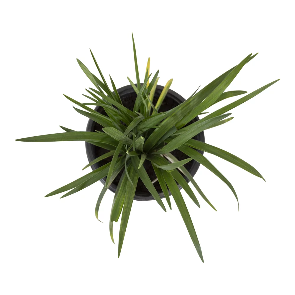 Altman Plants 1Gal Liriope Live Plant with Grower Pot