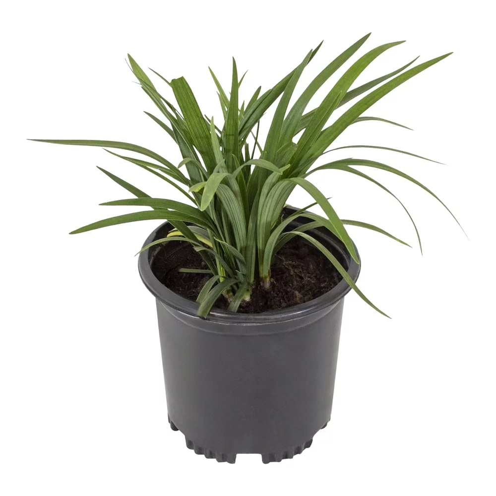 Altman Plants 1Gal Liriope Live Plant with Grower Pot