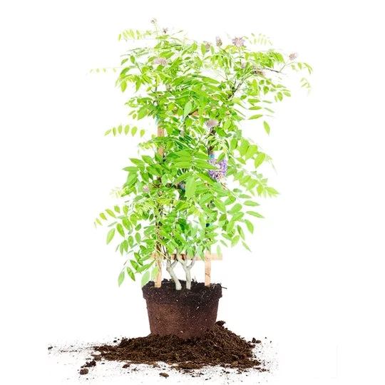 3 Gal. Amethyst Falls Wisteria - Purple Blooms - Perfect For Trellis or Arbor