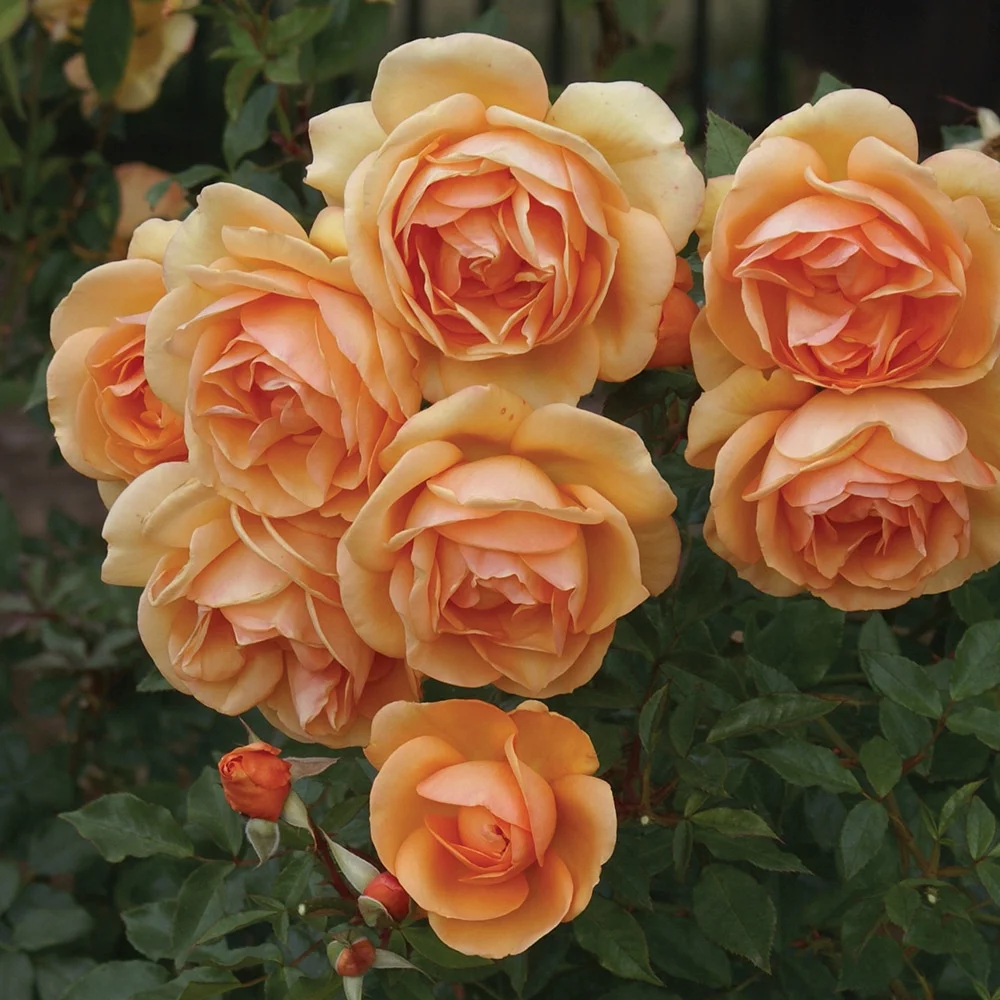 Heirloom Roses Orange Rose Bush - Sunbelt® South Africa® Grandiflora , Live Rose Plant