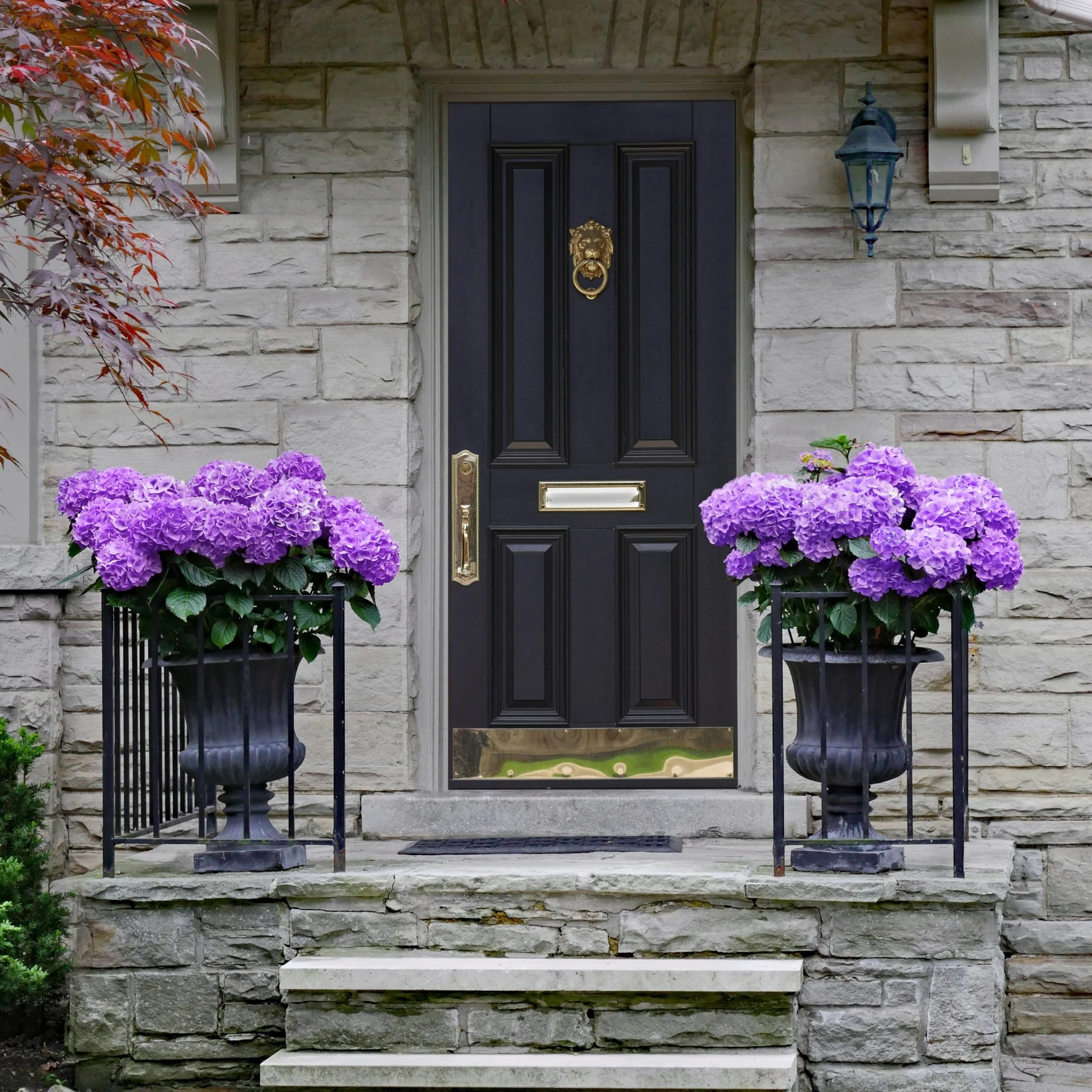 2 gal. Hydrangea Violet Crown Shrub with Purple Flowers