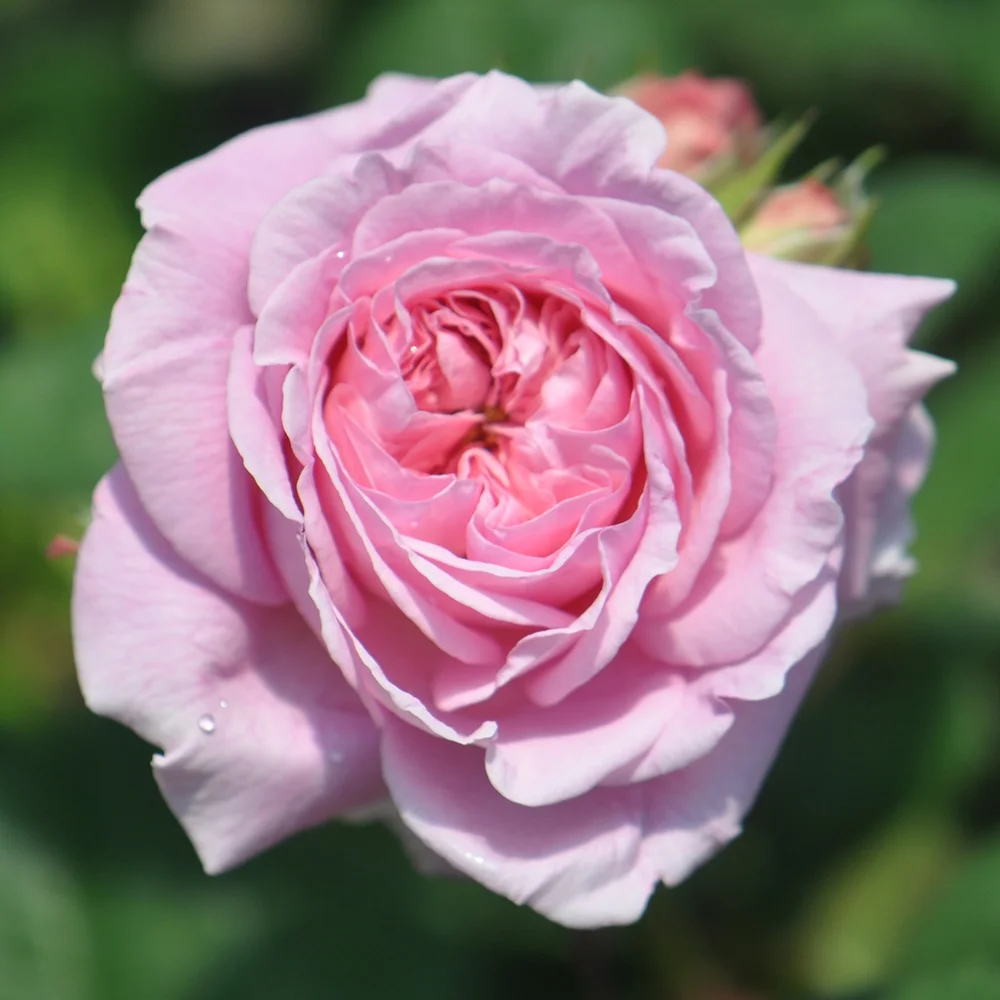 Heirloom Roses Rose Bush - Parfuma® Summer Romance Floribunda , Live Rose Plant
