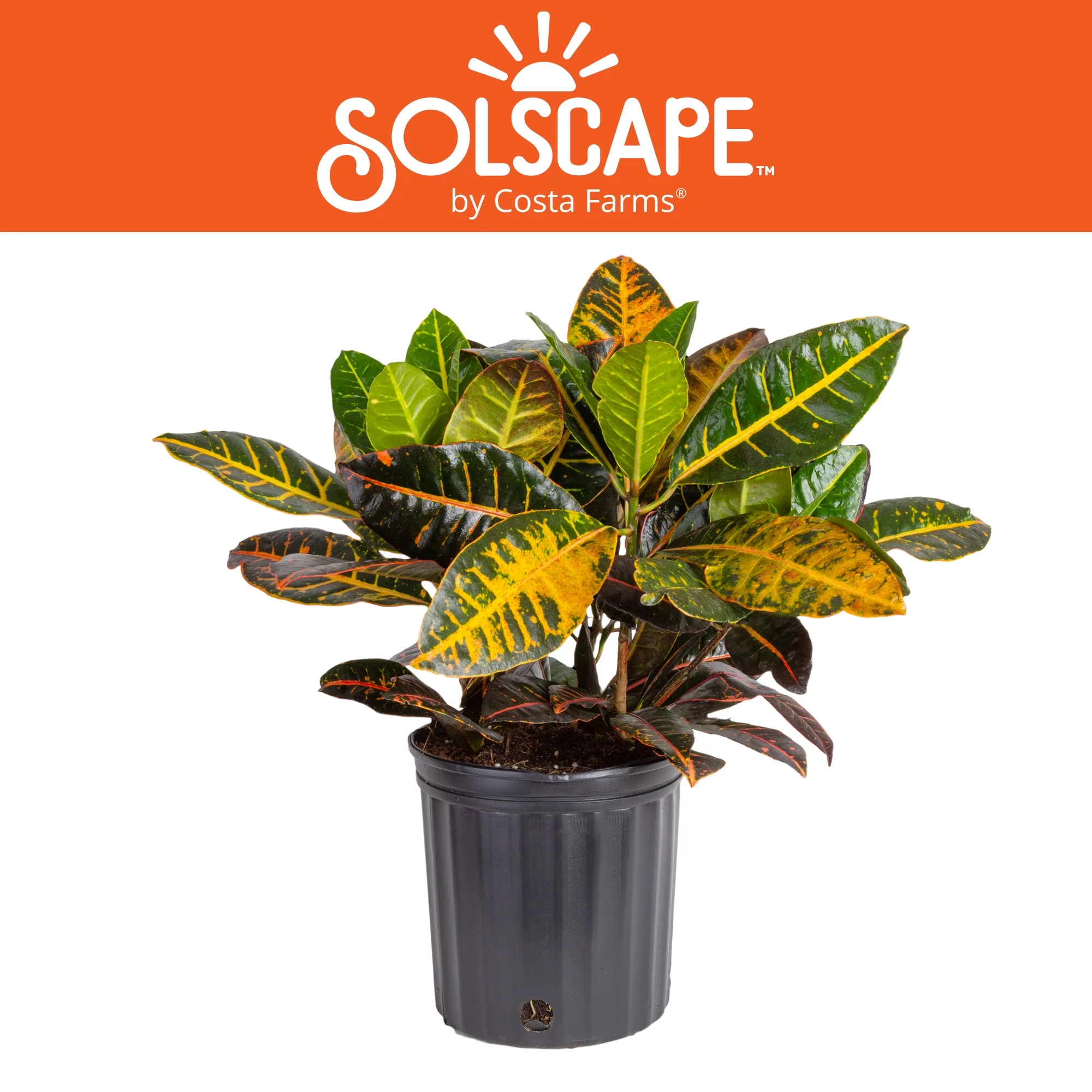 Solscape by Costa Farms Live Outdoor Multicolor Croton Plant in 2g. Grower Pot