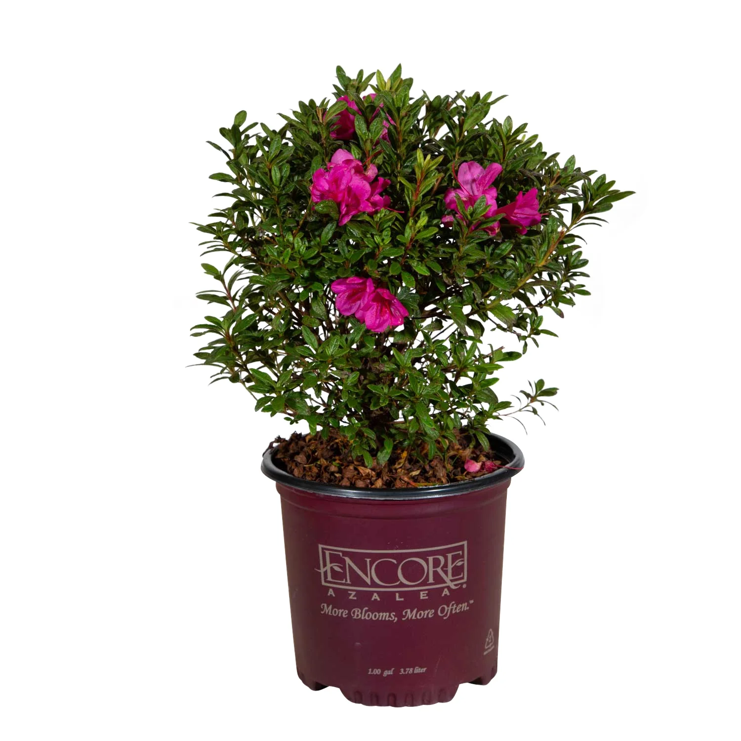Encore Azalea Autumn Amethyst (1 Gallon) Lavender Purple Flowering Shrub - Full Sun Live Outdoor Plant