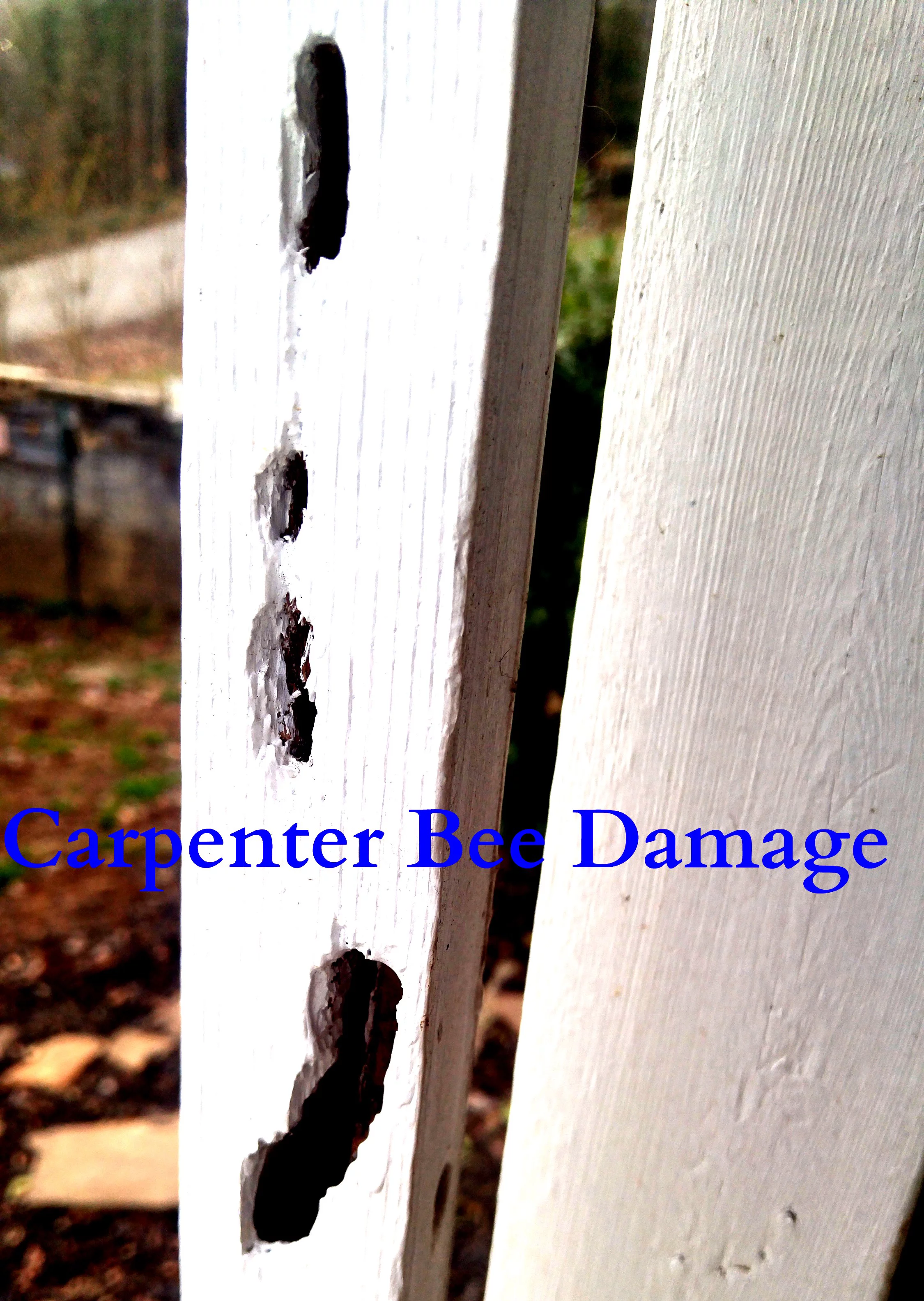 Donaldson Farms Carpenter Bee Trap