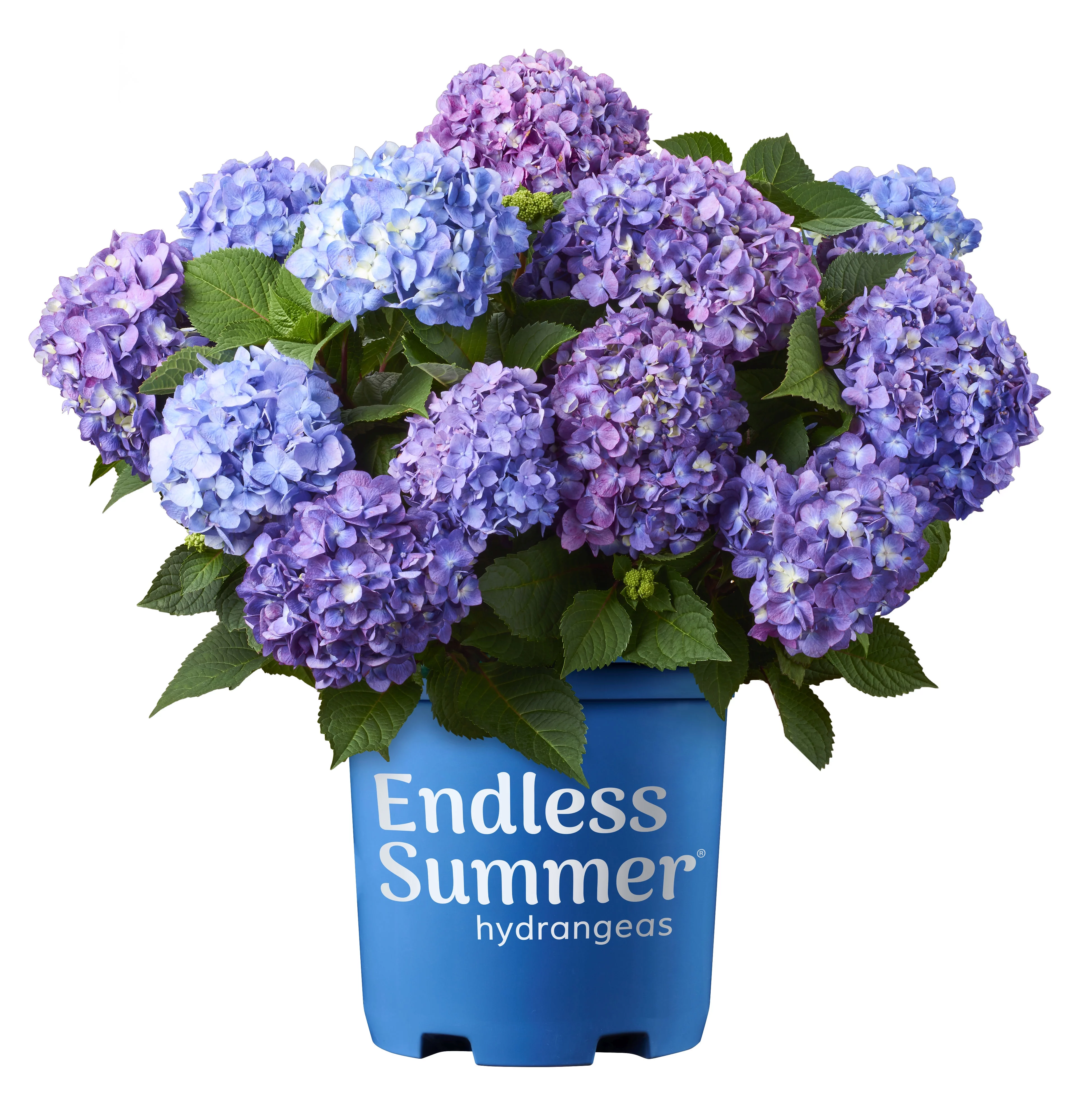 Endless Summer 2 gal Hydrangea BloomStruck Live Shrubs