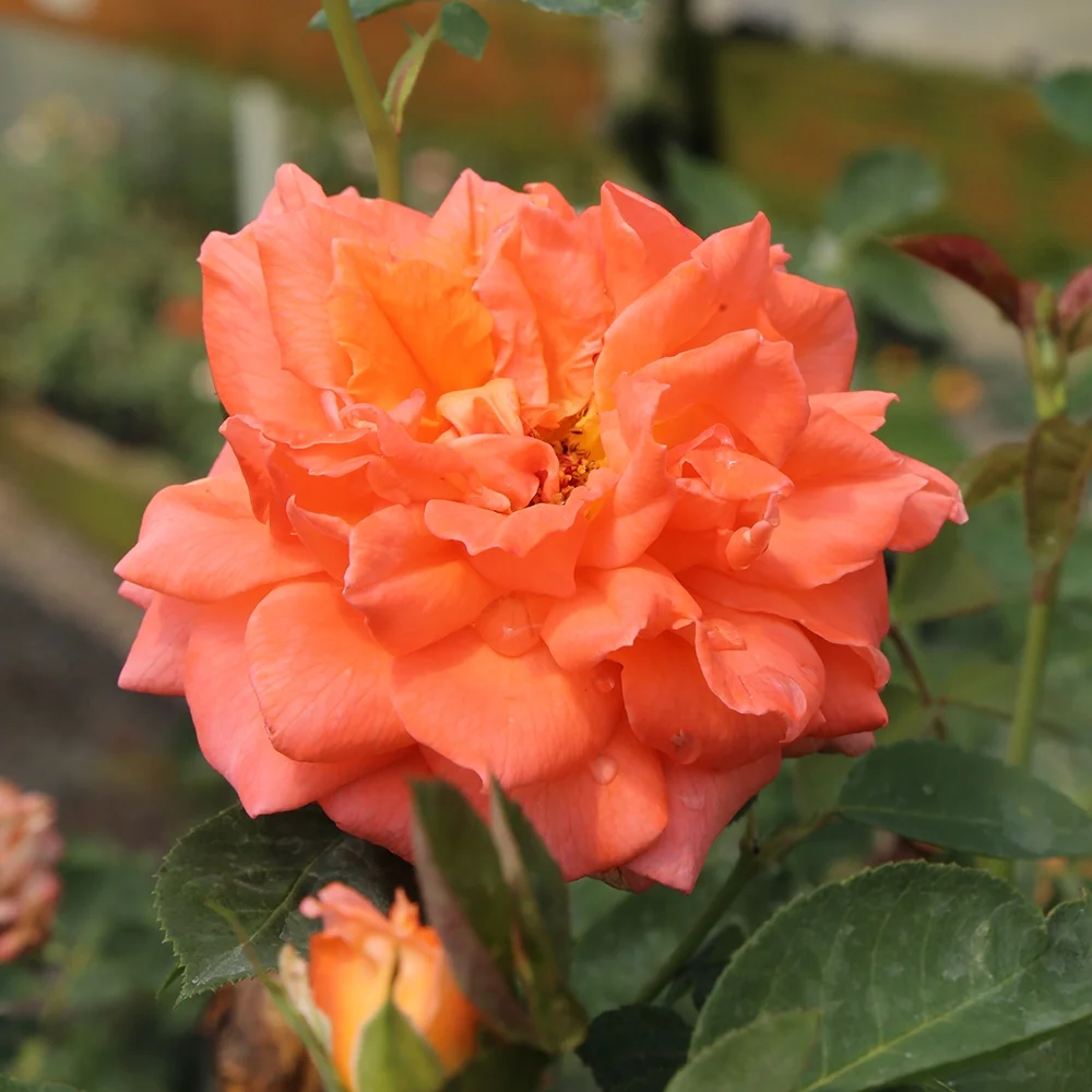 Heirloom Roses Climbing Rose Bush - Bright Fire Orange Rose Plant Live