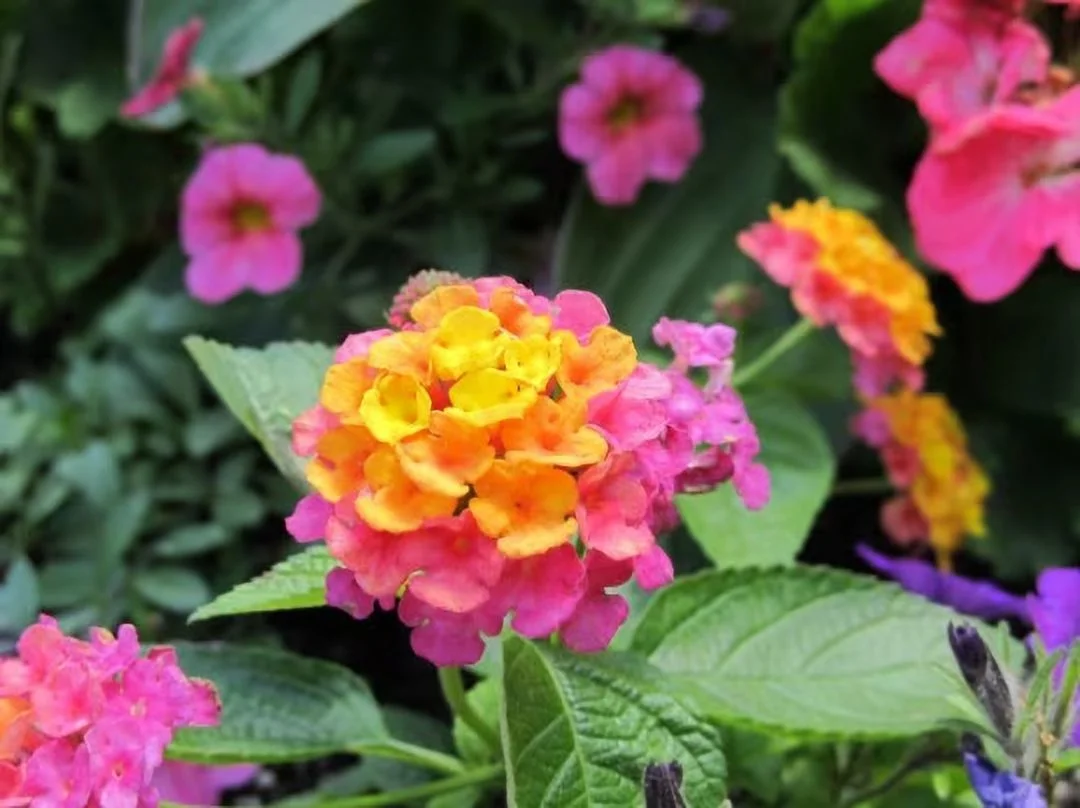 3 Confetti Lantana Camara Flowers Live Plants-Natural Mosquito Repellant Garden -Attract Hummingbirds & Butterflies -Each in 4 inch Pots