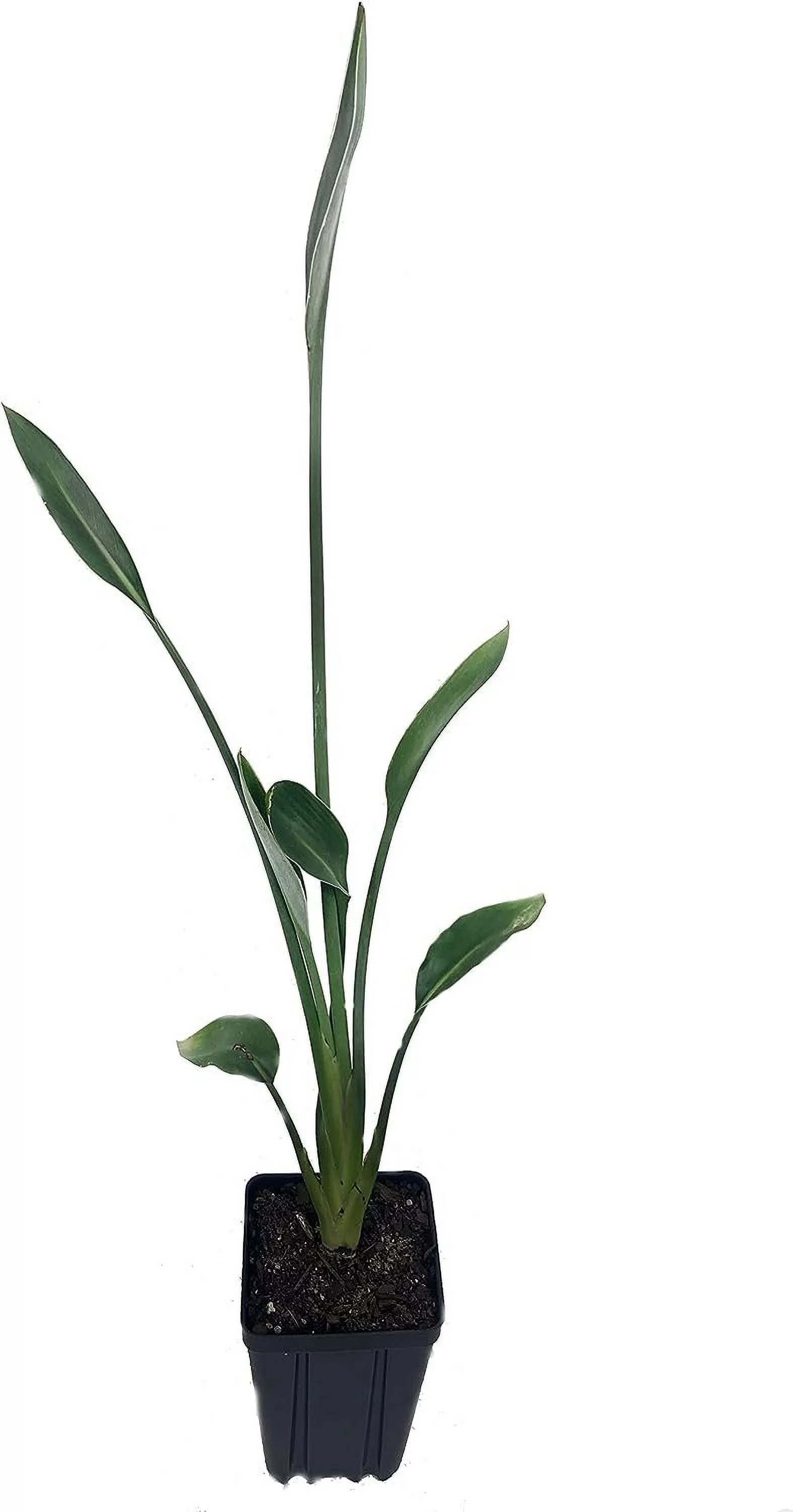 Leafless Orange Bird of Paradise - 3 Live Plants in a Inch Pots - Strelitzia Juncea - Extremely Rare and Stunning Tropical Evergreen Plant