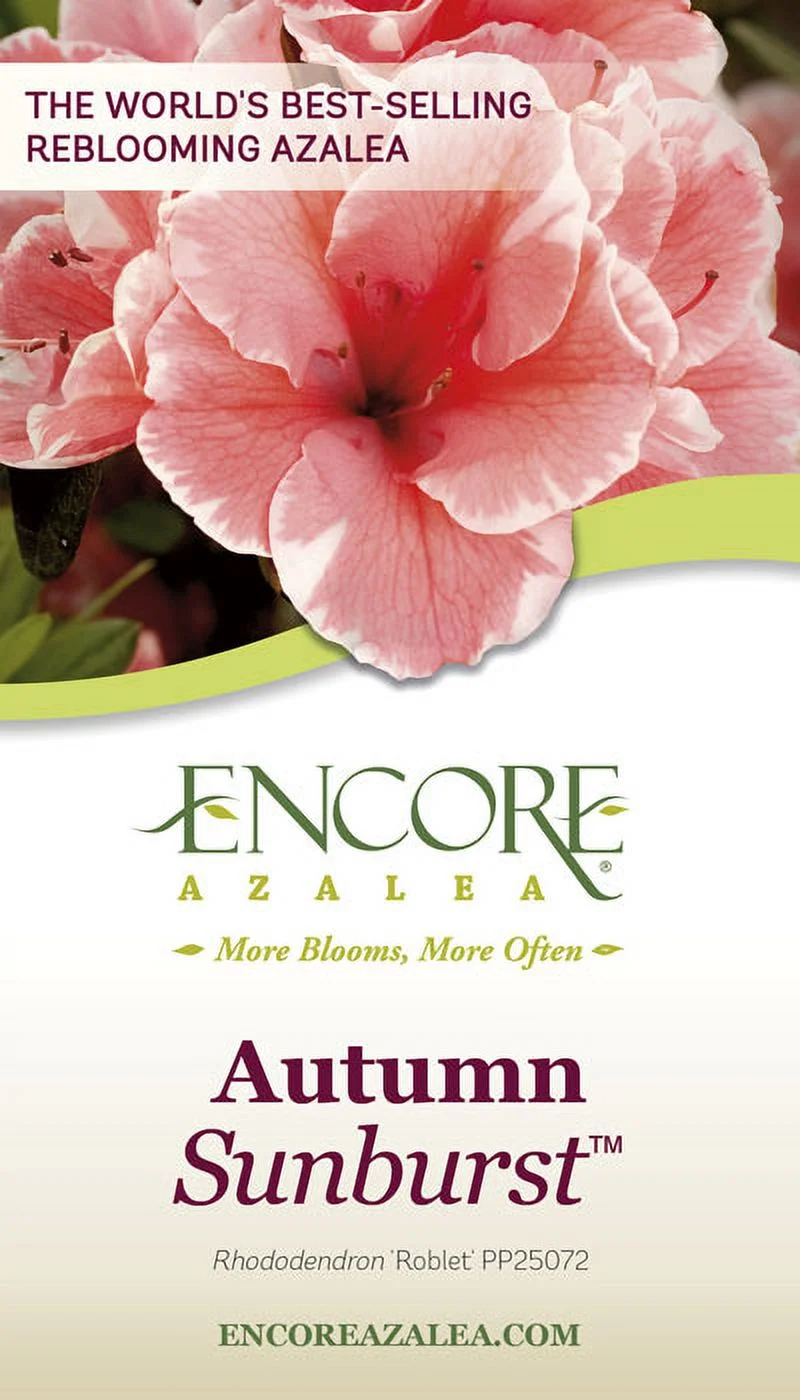 Encore Azalea Autumn Sunburst (2 Gallon) Pink and White Flowering Shrub - Full Sun Live Outdoor Plant