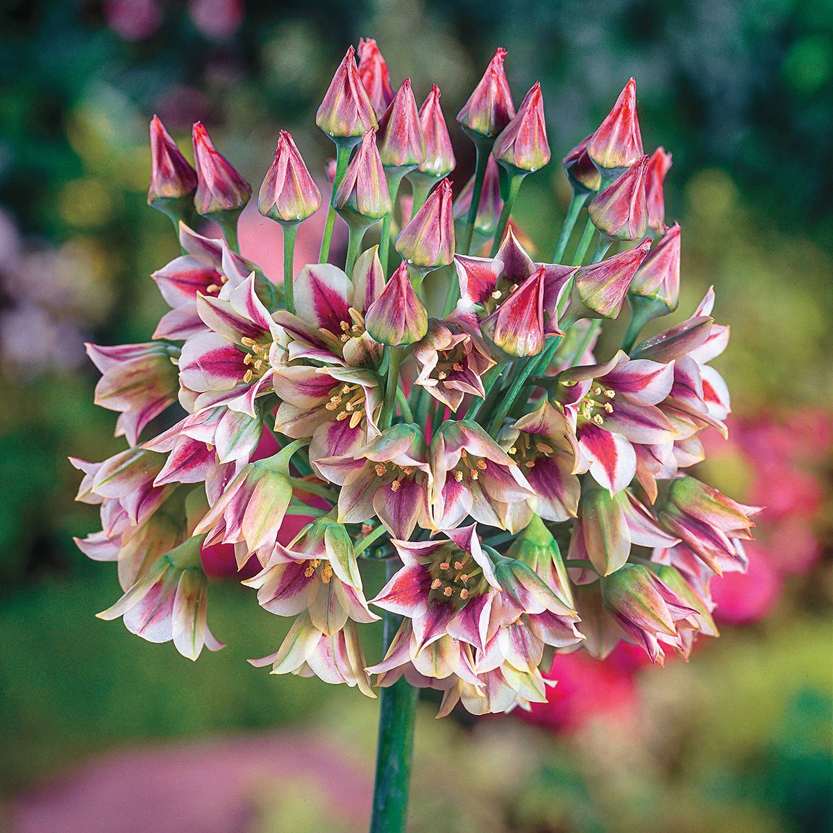 Breck's Pink Flowering Sicilian Honey Lily Dormant Spring Flowering Bulbs, Set of 6 bulbs