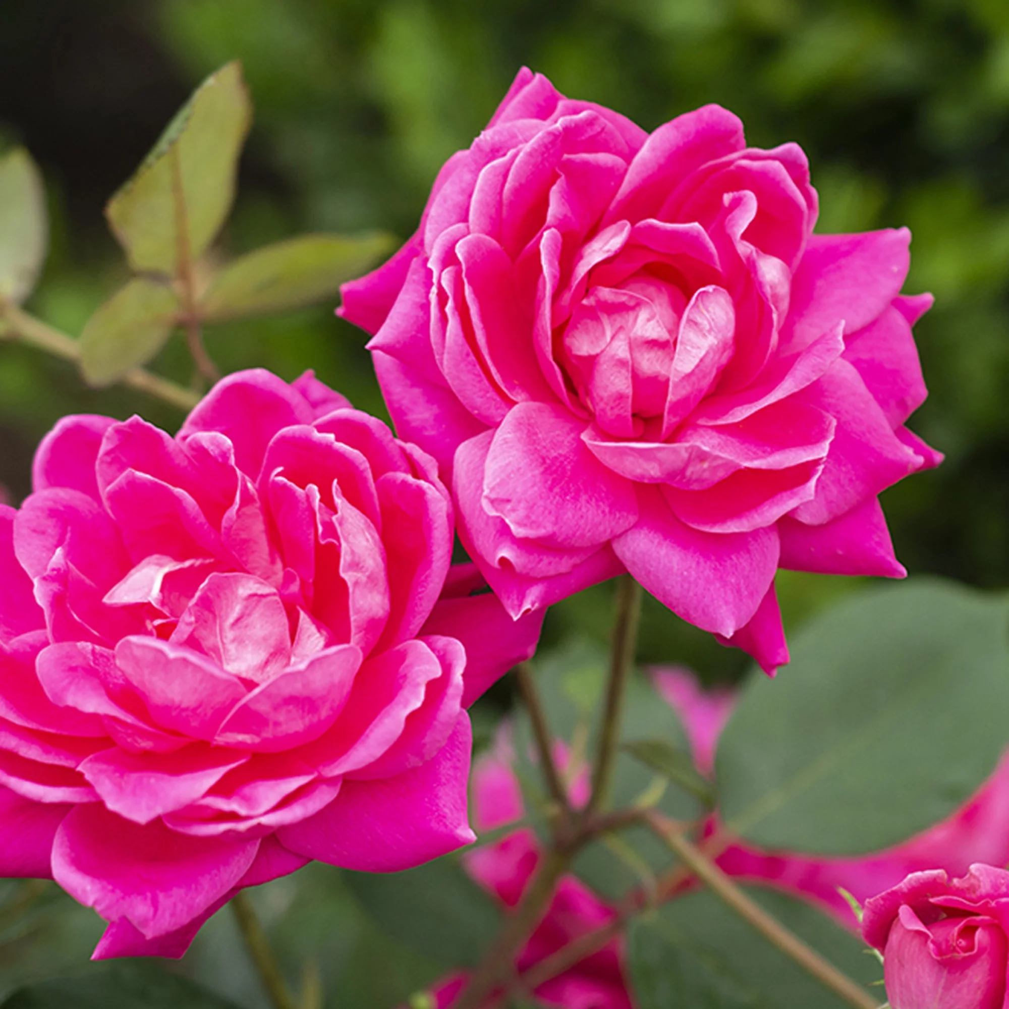 The Pink Double Knock Out® Tree Rose Plant with Bright Bubblegum Pink Blooms (3 Gallon)