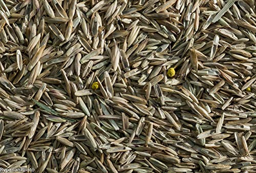 Pasture Seed, 25 lb 23094