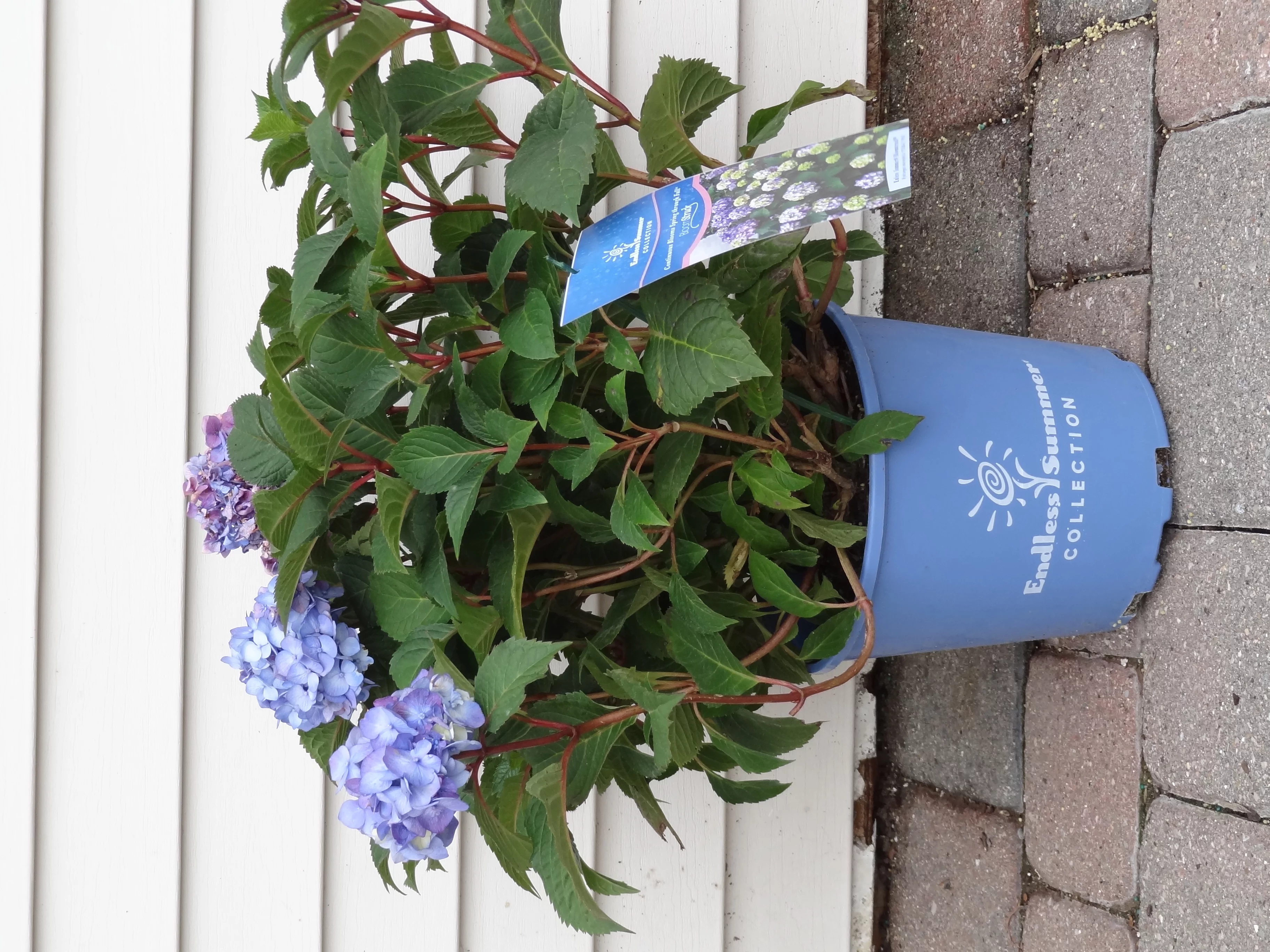 Hydrangea Bloomstruck 2G, Part Sun, Live Shrub