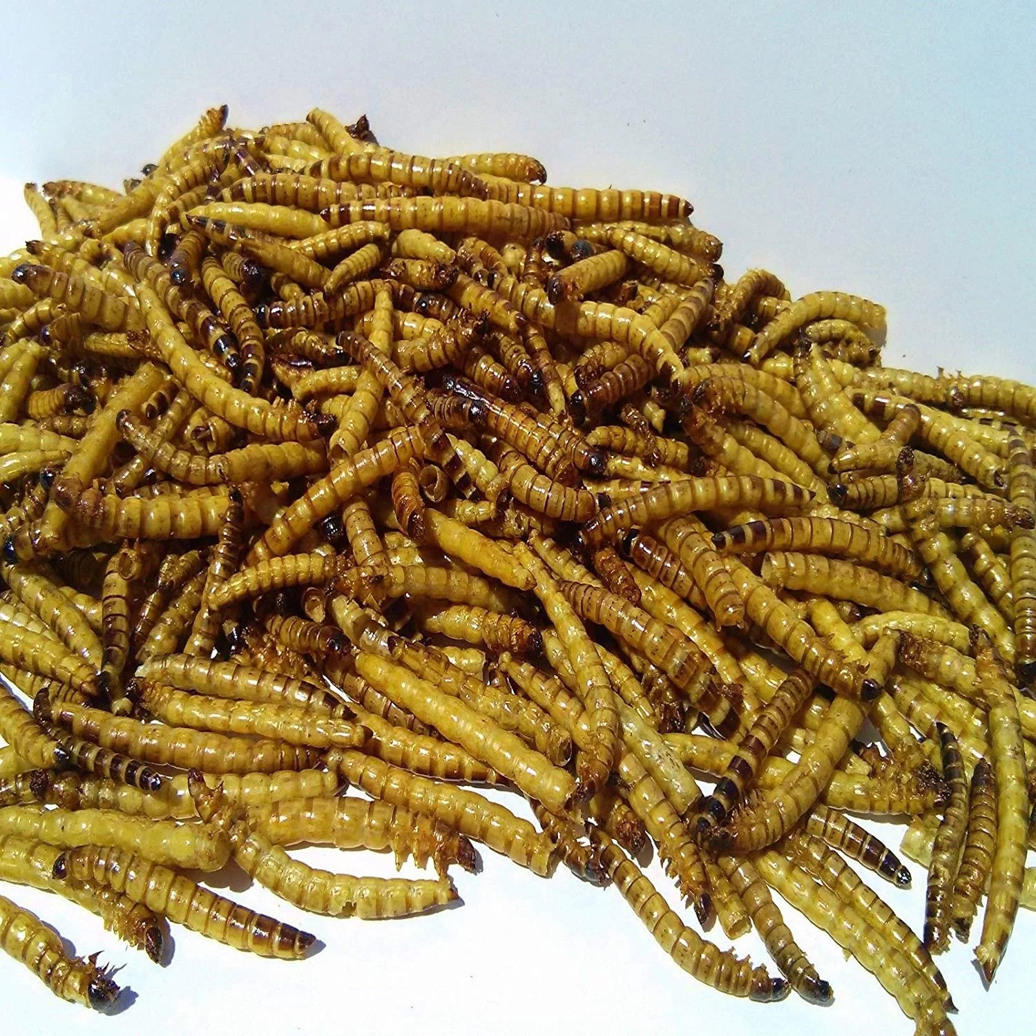 Aquatic Foods Freeze Dried GIANT Mealworms, Ideal for Large Fish, Turtles, Pond Fish, Birds, Hamsters & Reptiles - 1/4-lb