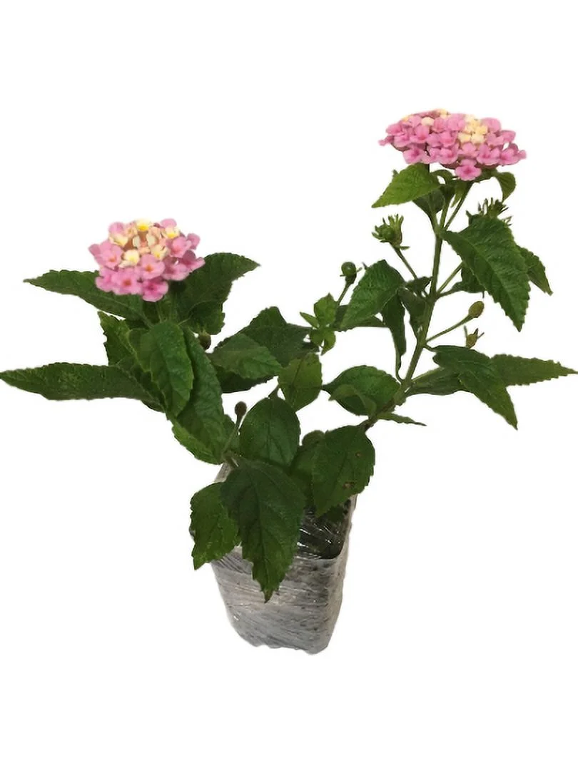 3 Confetti Lantana Camara Flowers Live Plants-Natural Mosquito Repellant Garden -Attract Hummingbirds & Butterflies -Each in 4 inch Pots