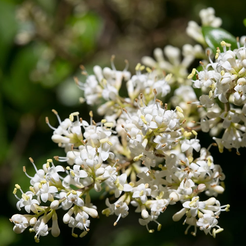 Altman Plants 1Gal Ligustrum Japonicum Live Plant Pot