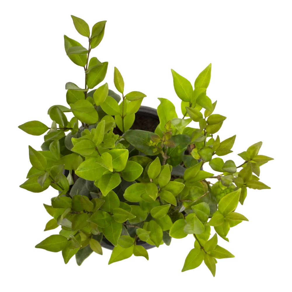 Altman Plants 1Gal Ligustrum Japonicum Live Plant Pot