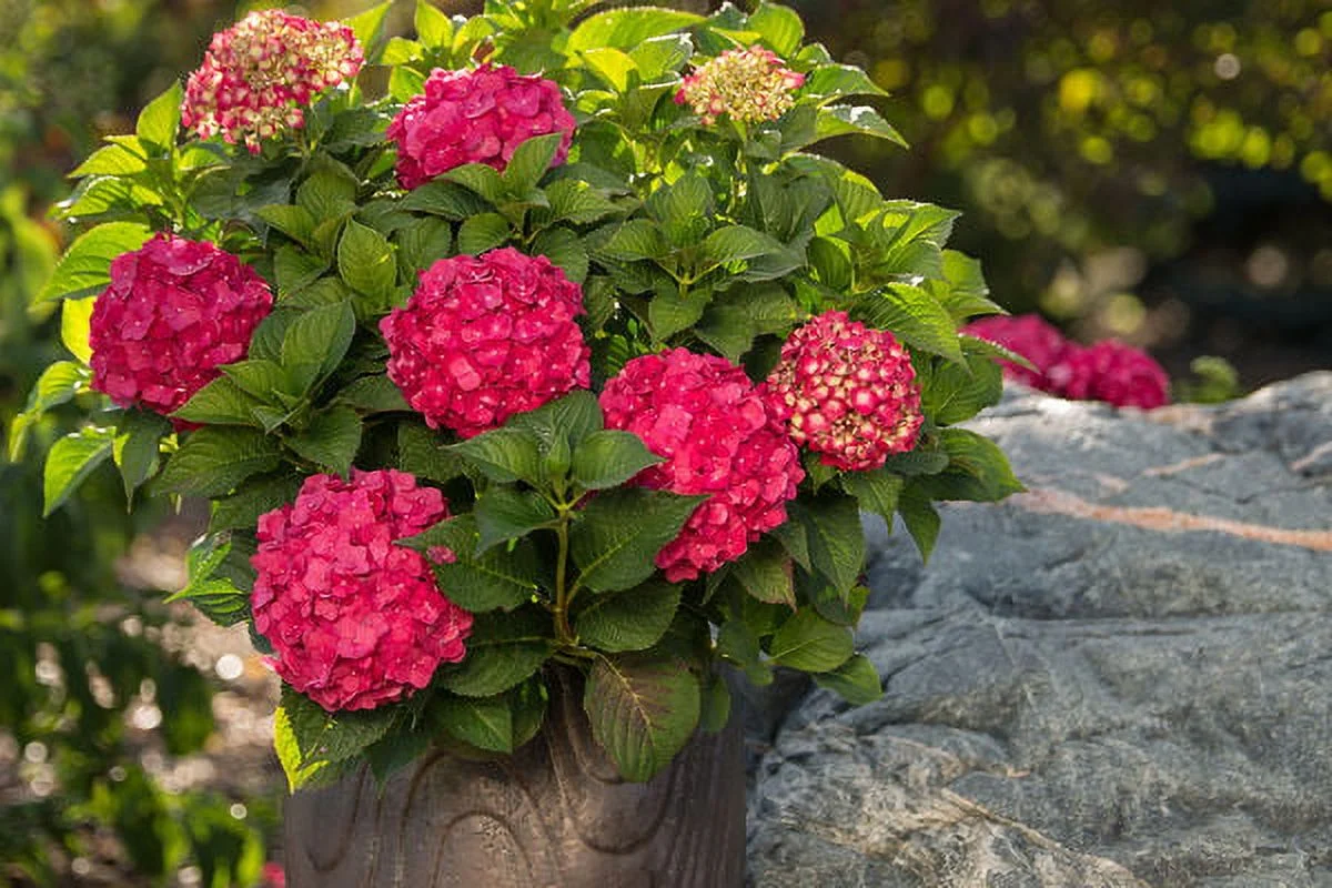 Endlesssummer Hydran Endless Summer Hydrangea Summer Crush