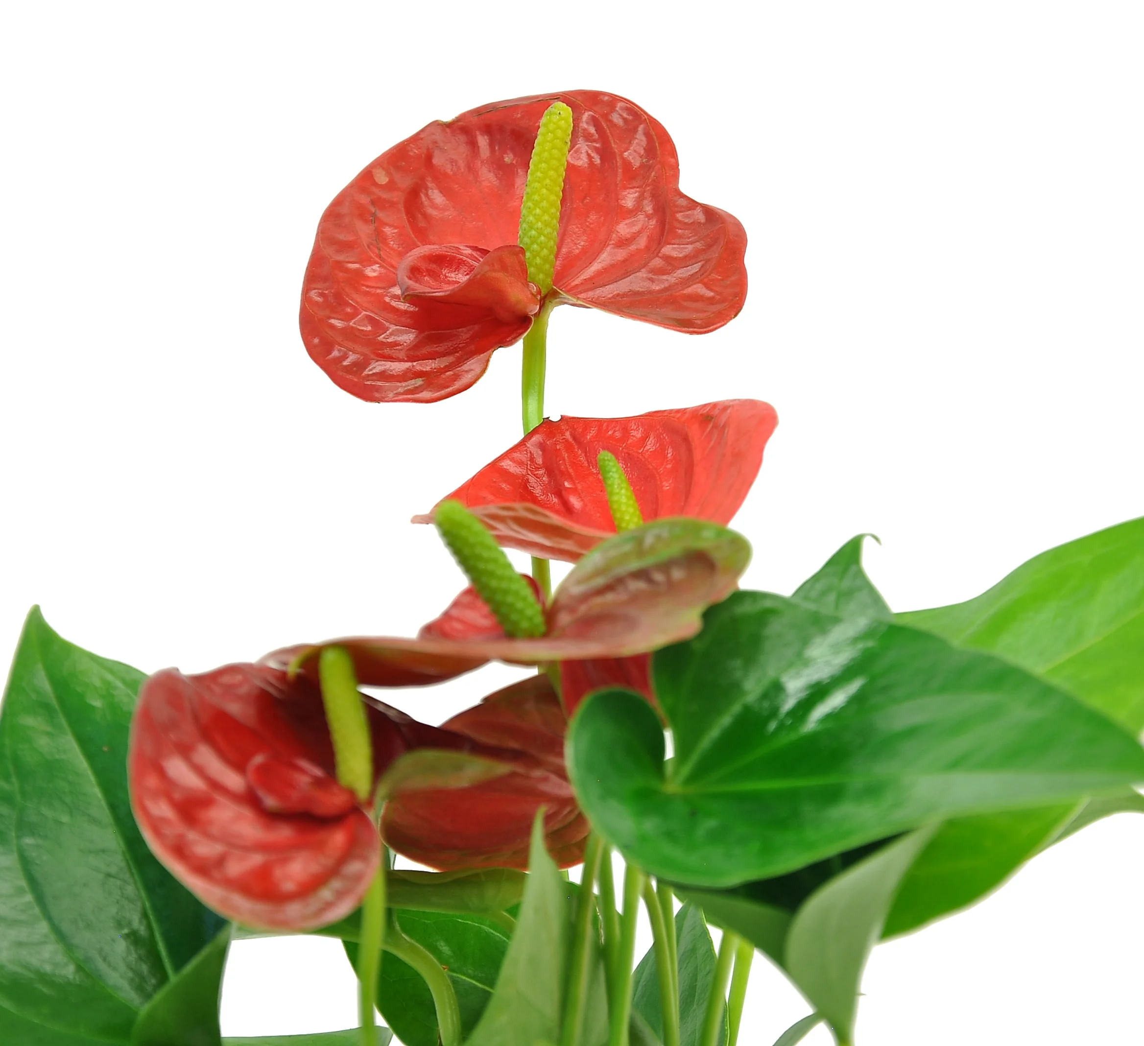 Costa Farms Live Indoor 12in. Tall Red Anthurium; Bright, Indirect Sunlight Plant in 4in. Grower Pot, 2-Pack