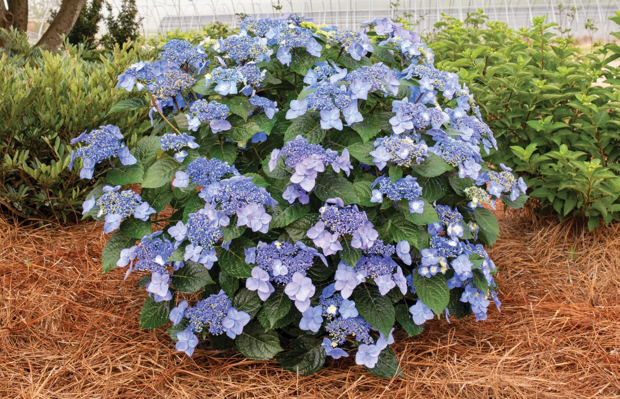 Endless Summer 2 gal Hydrangea Pop Star Live Shrubs