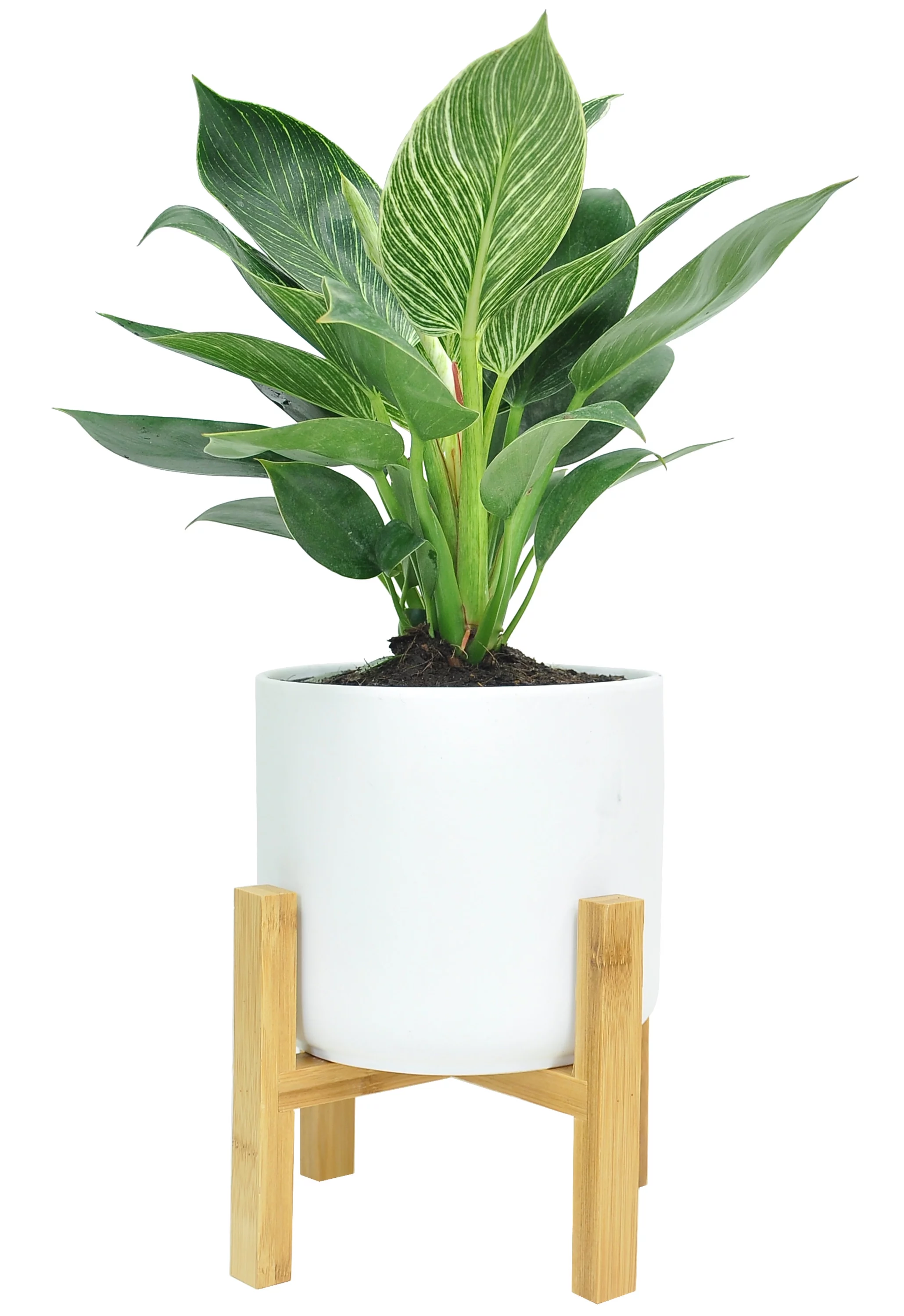 Costa Farms Live Indoor 14in.Tall Philodendron Birkin Plant in 6in. Mid Century Modern
