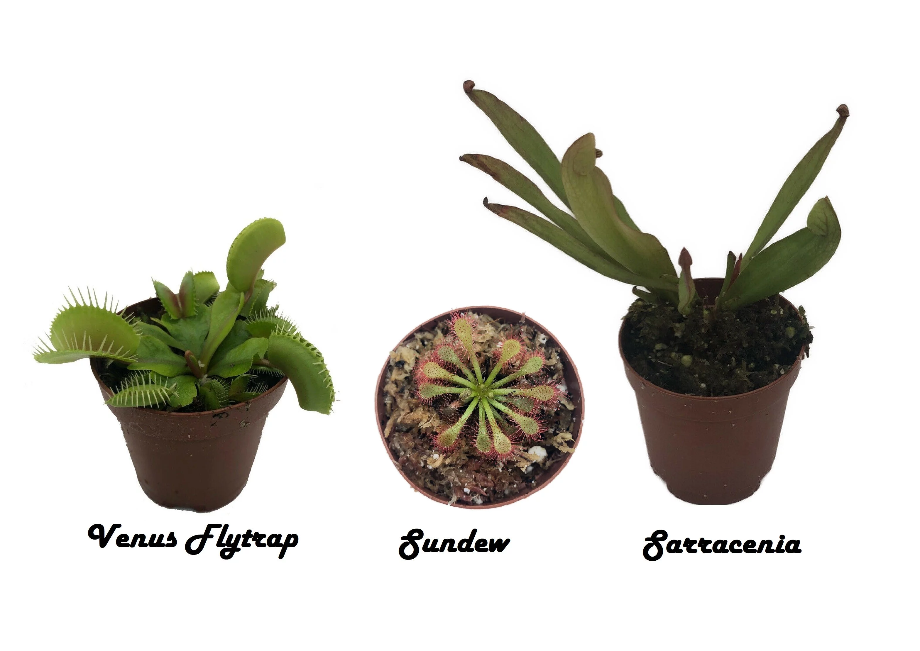 Live Carnivorous Plant Starter Pack - Sarracenia, Venus Flytrap And Sundew