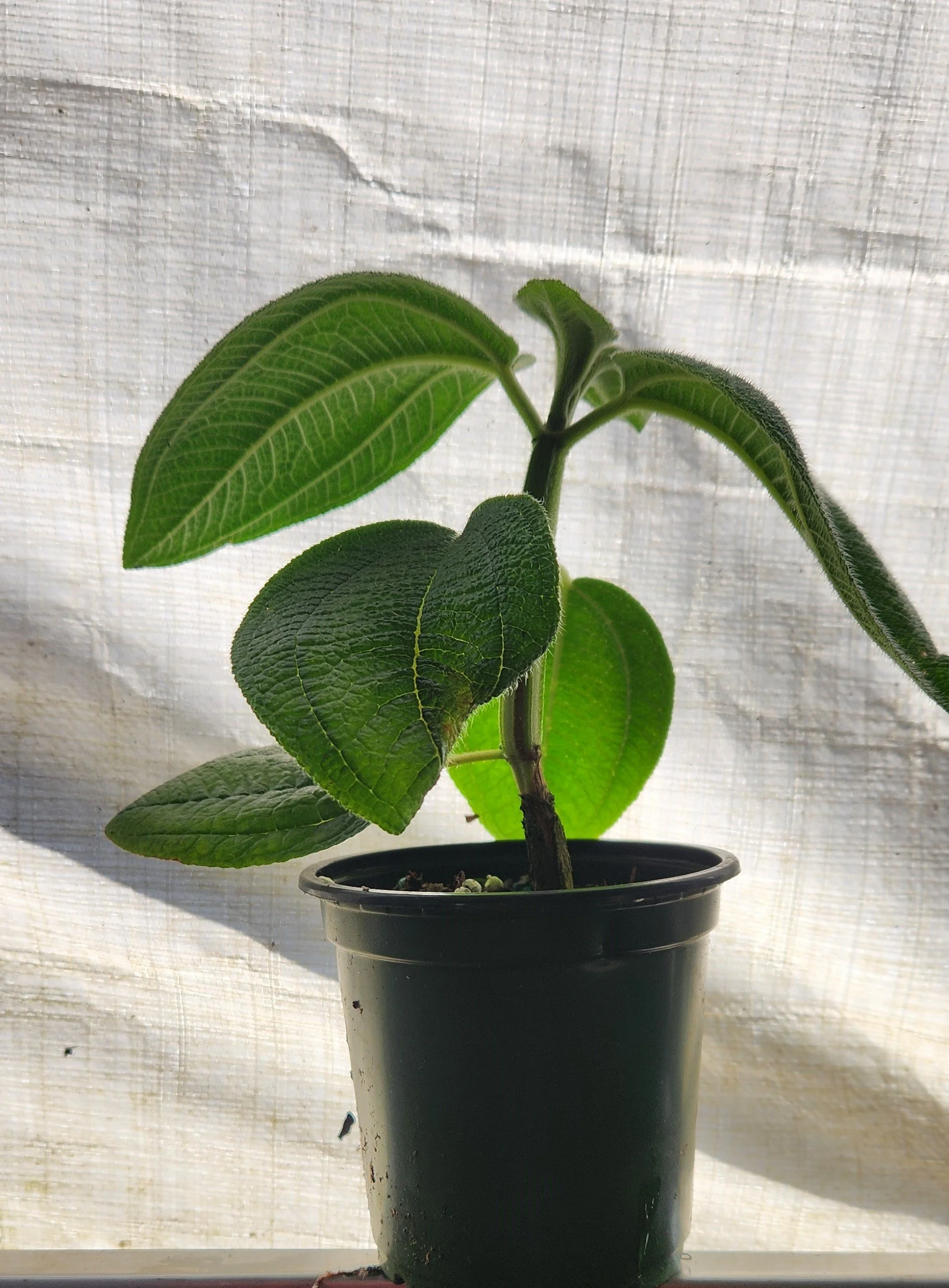 Tibouchina grandifolia Large Fuzzy Leaf 4 Inch Pot