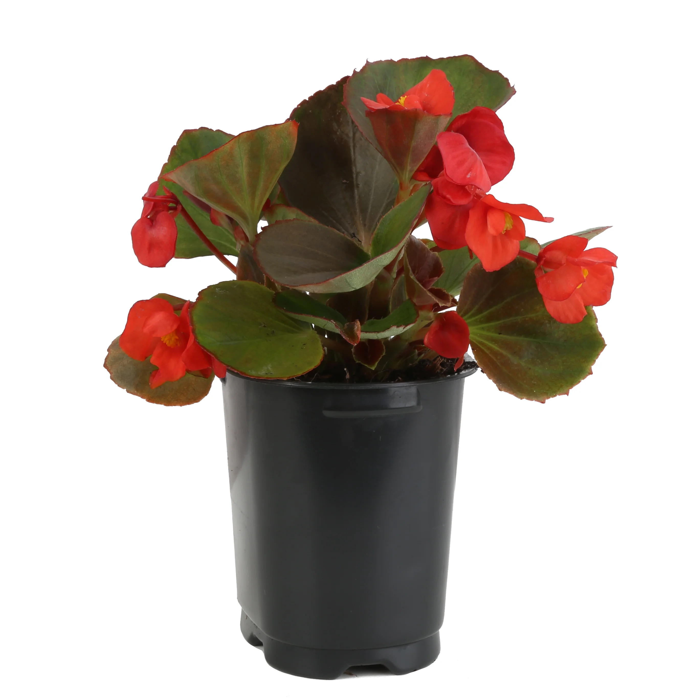 Red Wax Begonia; Partial Shade Outdoors Plant 3.5in. Grower Pot, 6-Pack
