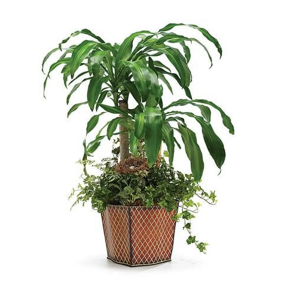 Burton & Burton Planter 10