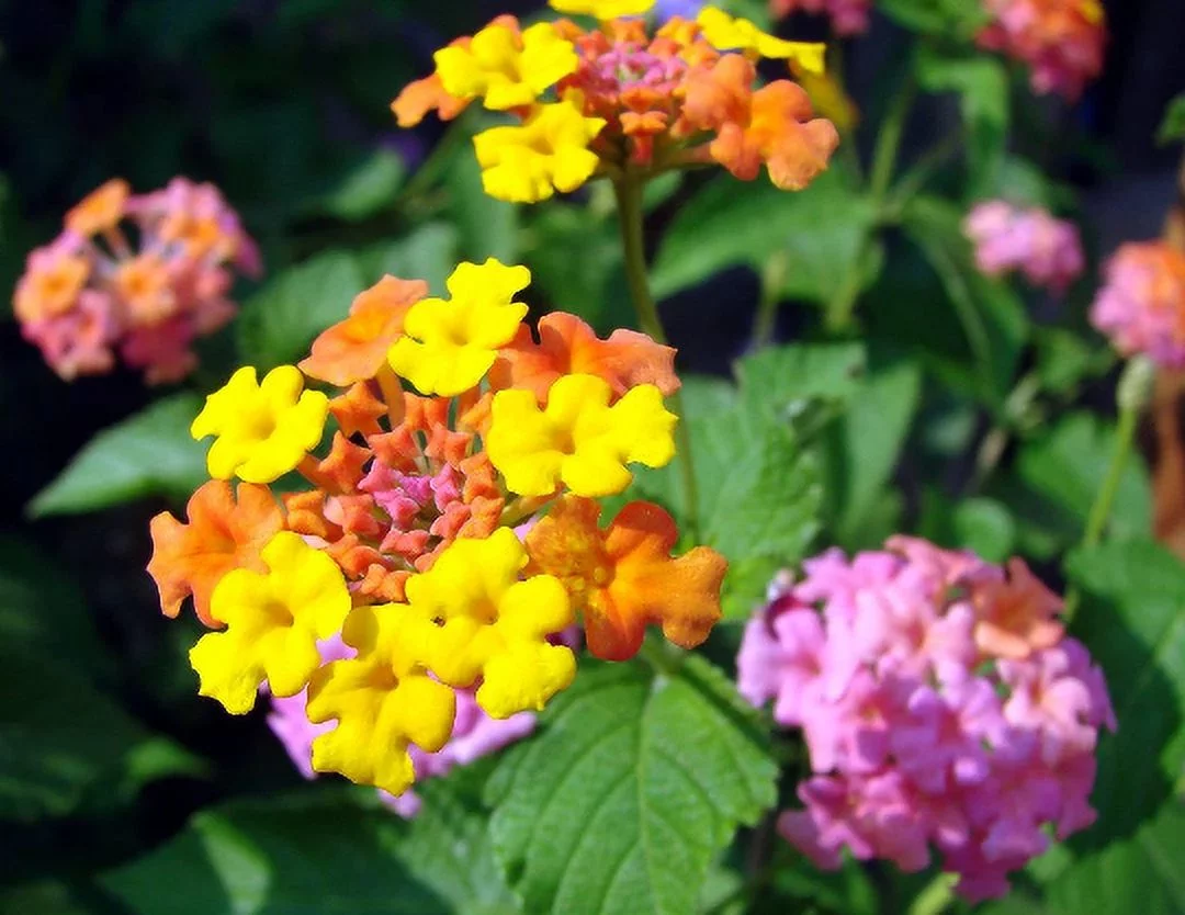 3 Miss Huff Lantana Camara Flowers Cold Hardy-Natural Mosquito Repellant-Attract Hummingbirds & Butterflies-3.5 inch Pots