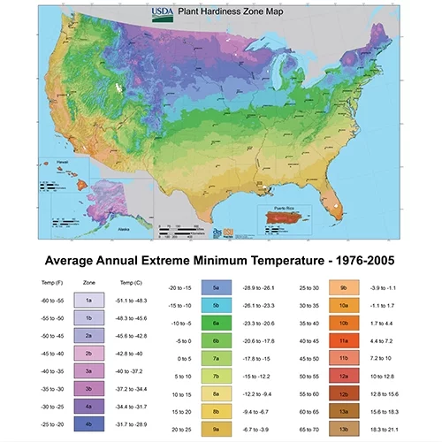 Altman Plants 1Gal Liriope Live Plant with Grower Pot