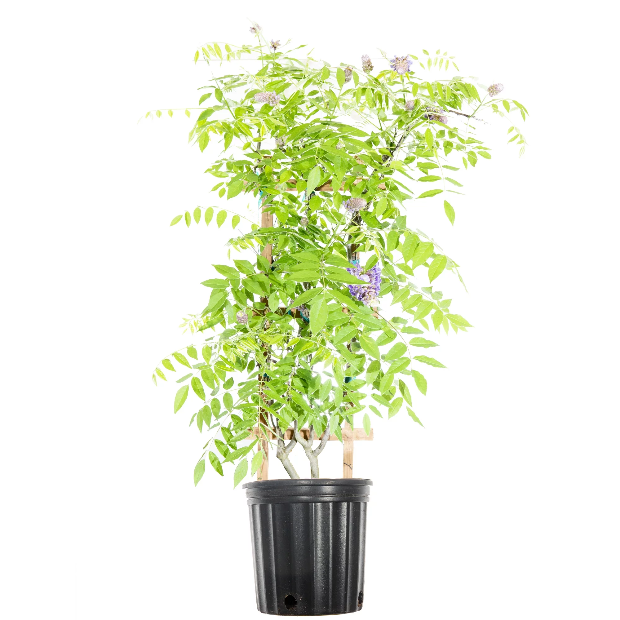 3 Gal. Amethyst Falls Wisteria - Purple Blooms - Perfect For Trellis or Arbor