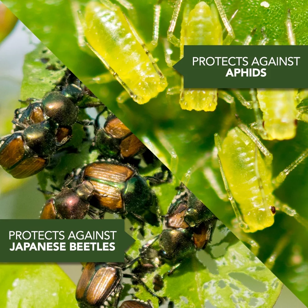 BioAdvanced All in One Rose & Flower Care 4lb Granule Fertilize and Protect