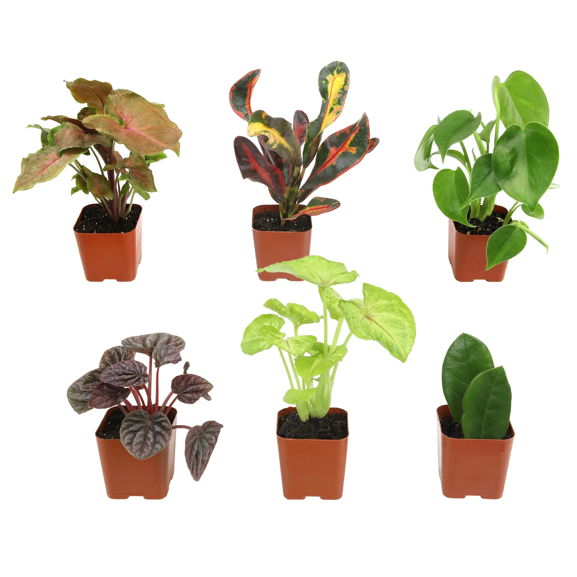 Premium Houseplant Pack | 6 Easy Plants, 2in. Grow Pots; Filtered Sun | Element by Altman Plants