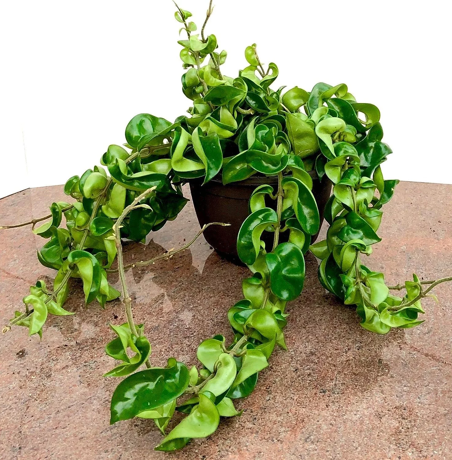 Hoya Hindu Rope Plant - Live Plant in a 2 Inch Pot - Hoya Carnosa 'Compacta - Indoor Houseplants Straight from The Nursery