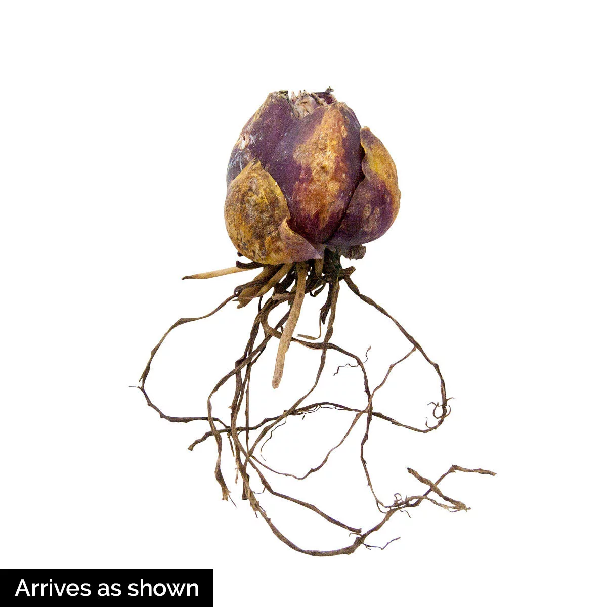 Breck's Pink Flowering Sicilian Honey Lily Dormant Spring Flowering Bulbs, Set of 6 bulbs