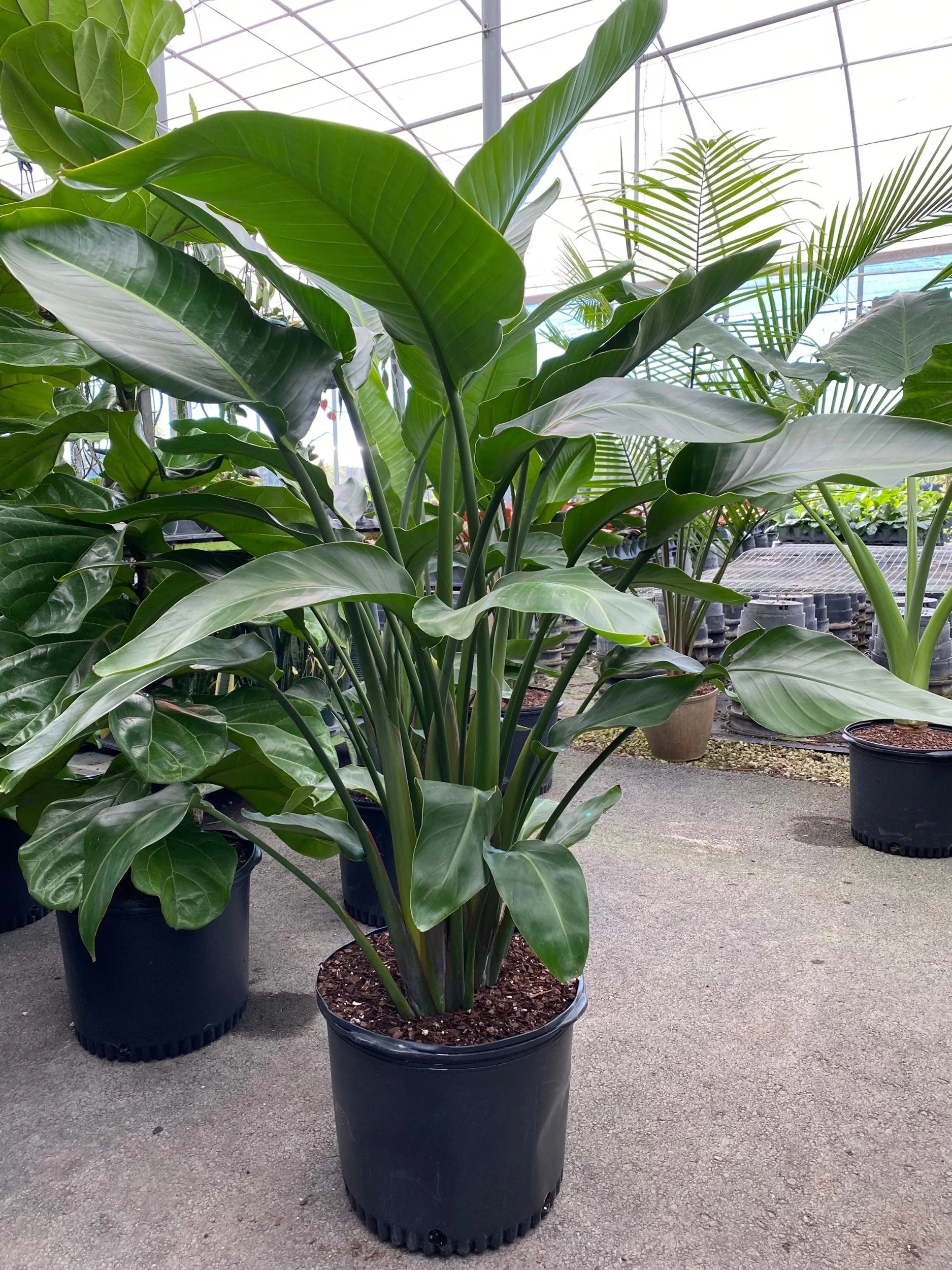 Bird of Paradise White, Strelitzia Nicolai 2-3ft High