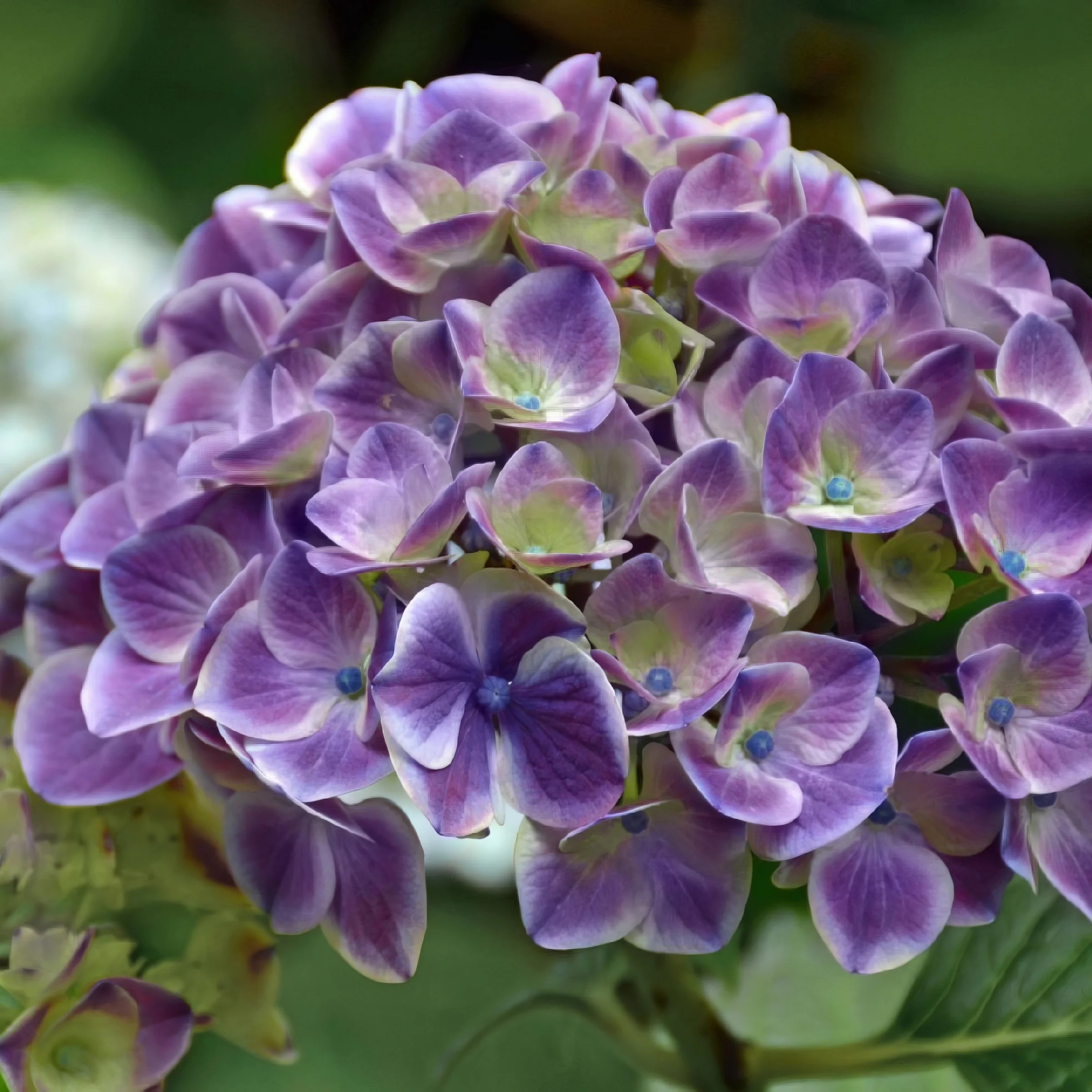 2 gal. Hydrangea Violet Crown Shrub with Purple Flowers