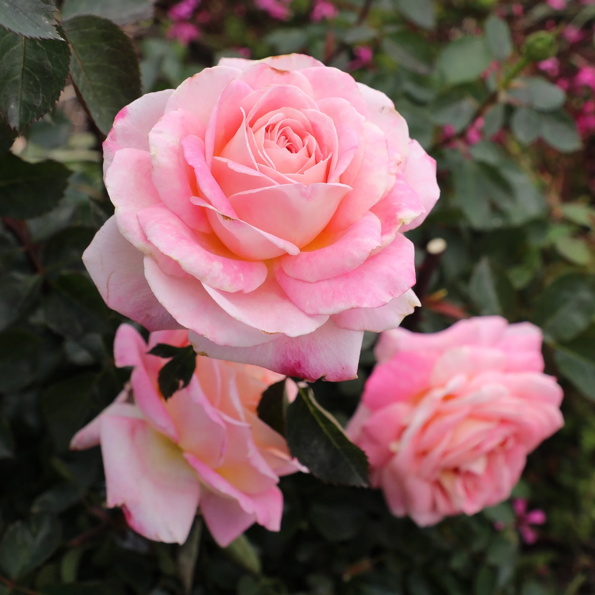 'True Bliss' PP28929 Rose Bush | Pink Roses | 8qt. Grow Pot | Full Sun | True Bloom by Altman Plants