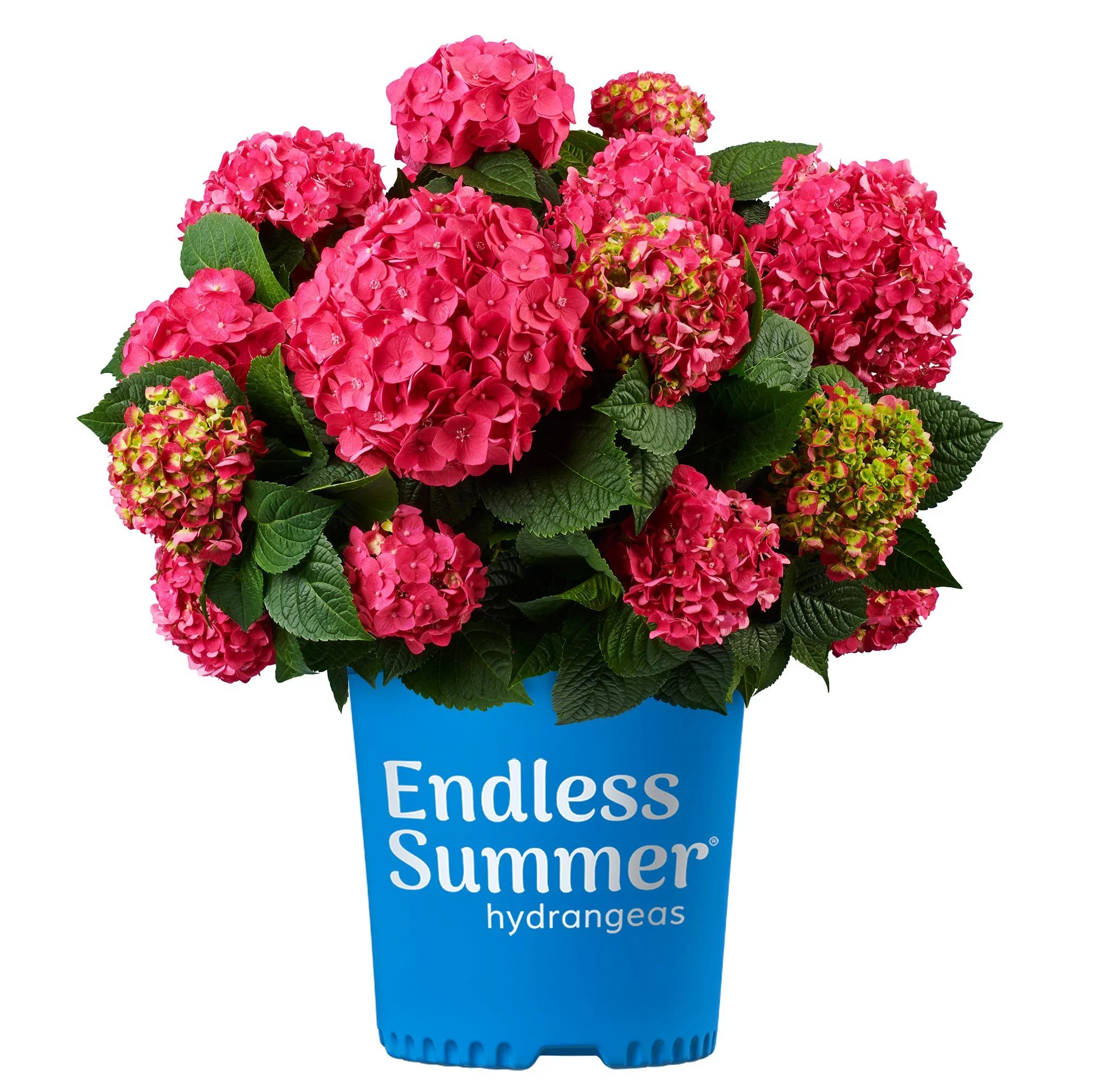 Endless Summer 1.0 GL Hydrangea Summer Crush Part Sun Flowering Shrub Live Plant