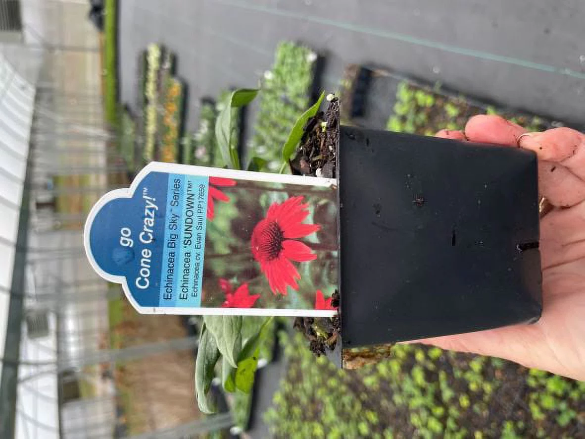 3 Big Sky 'Sundown' Coneflower/ Echinacea in 3.5 inch pots (one plant per pot) Deer Resistant!