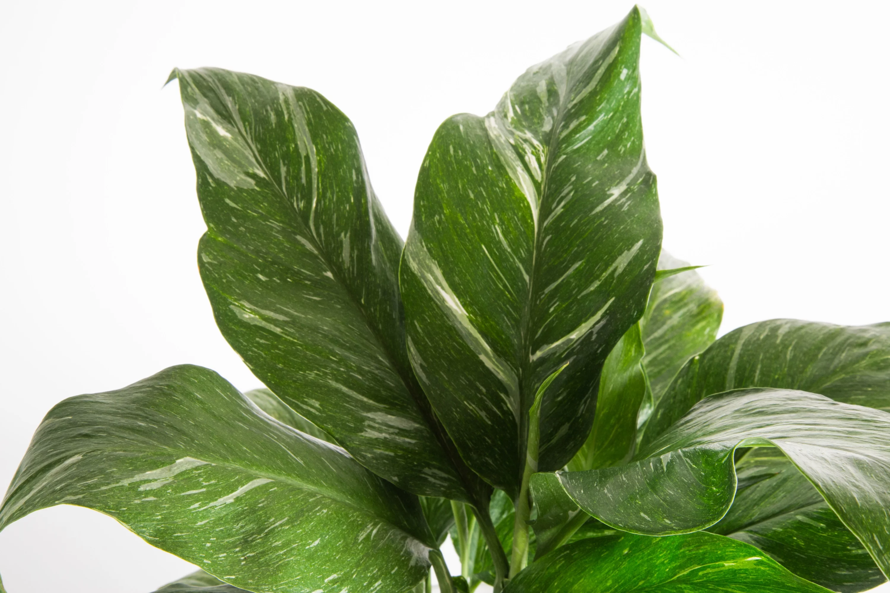 Live Indoor 15in. Tall White Peace, Indirect Sunlight Plant in 6in. Mid-Century Modern Planter