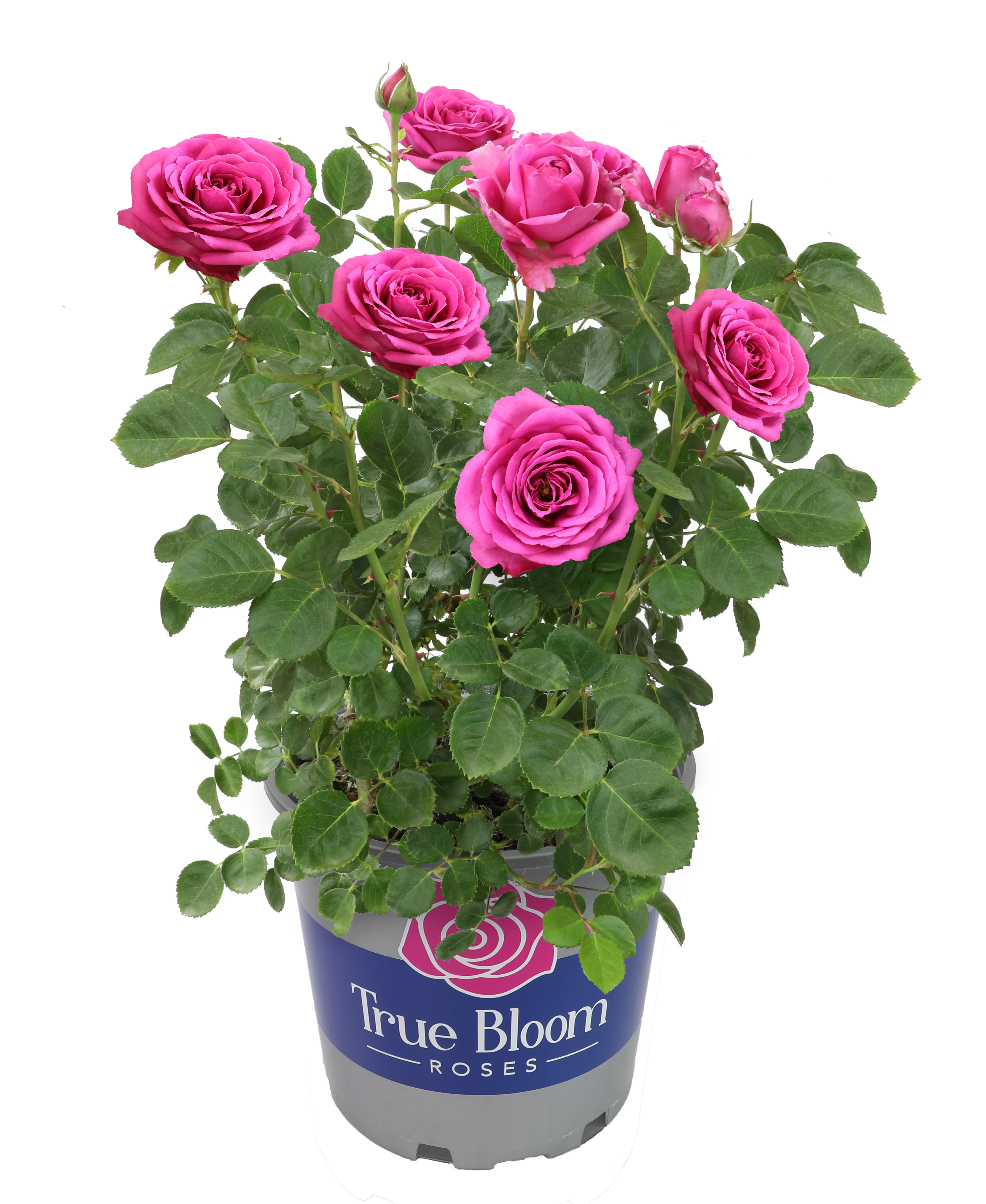 True Bloom by Altman Plants 8QT True Gratitude Pink Rose Live Plant