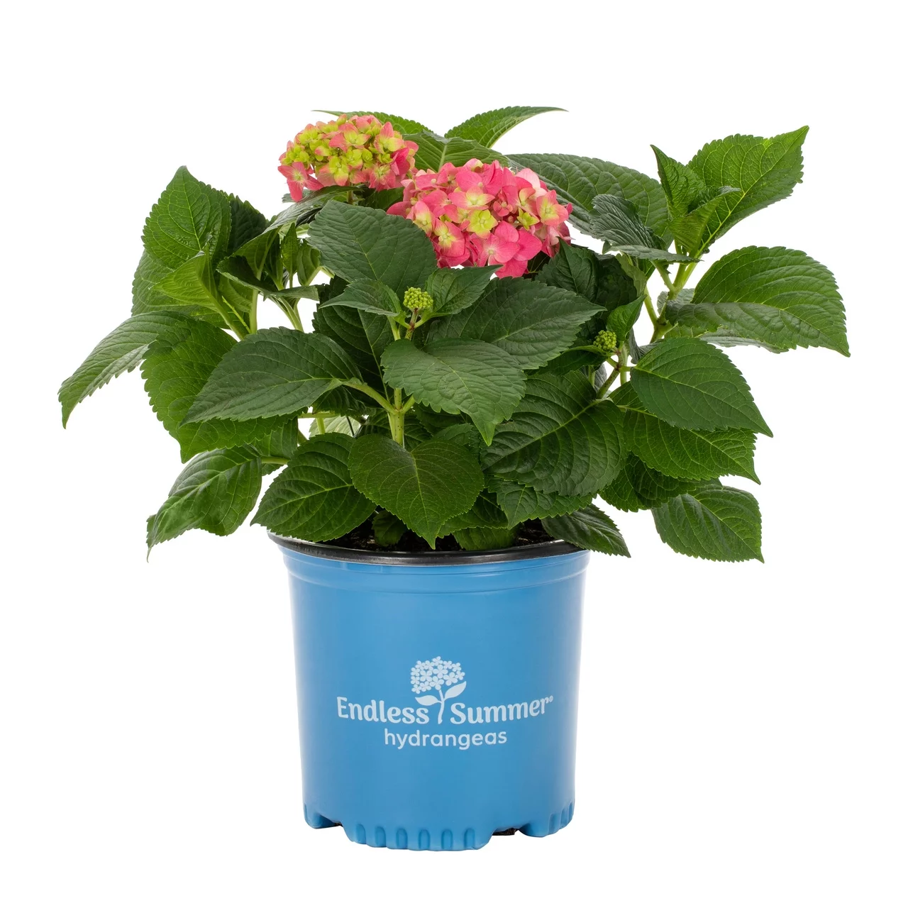 Endless Summer 1Gal Popstar Hydrangea Live Shrub Grower Pot Sun