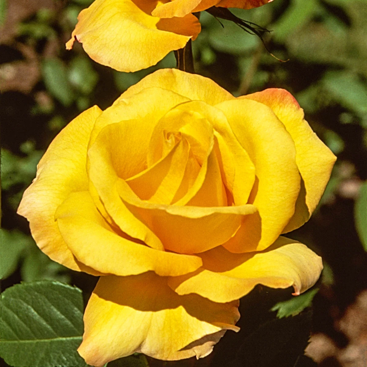 Gold Medal Dormant Bare Root Grandiflora Rose, Includes one dormant plant per order
