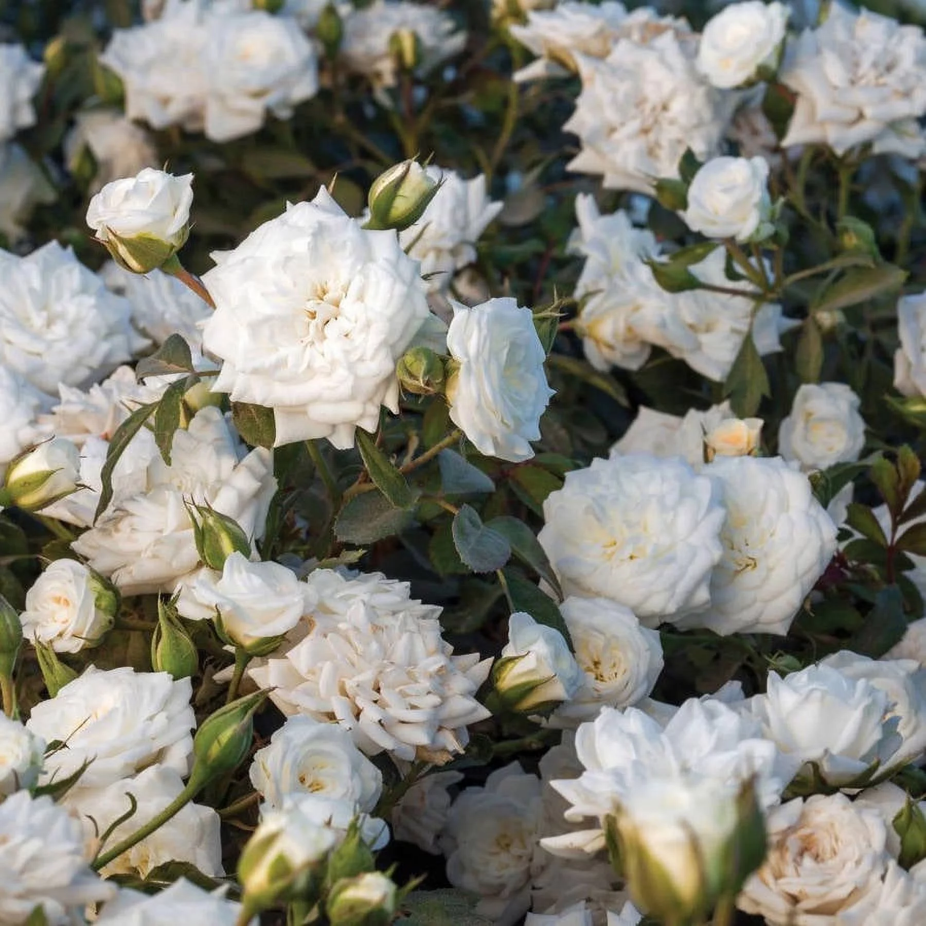 White Drift Rose (2 Gallon) Low-Growing Groundcover Deciduous Flowering Shrub - Full Sun Live Outdoor Plant