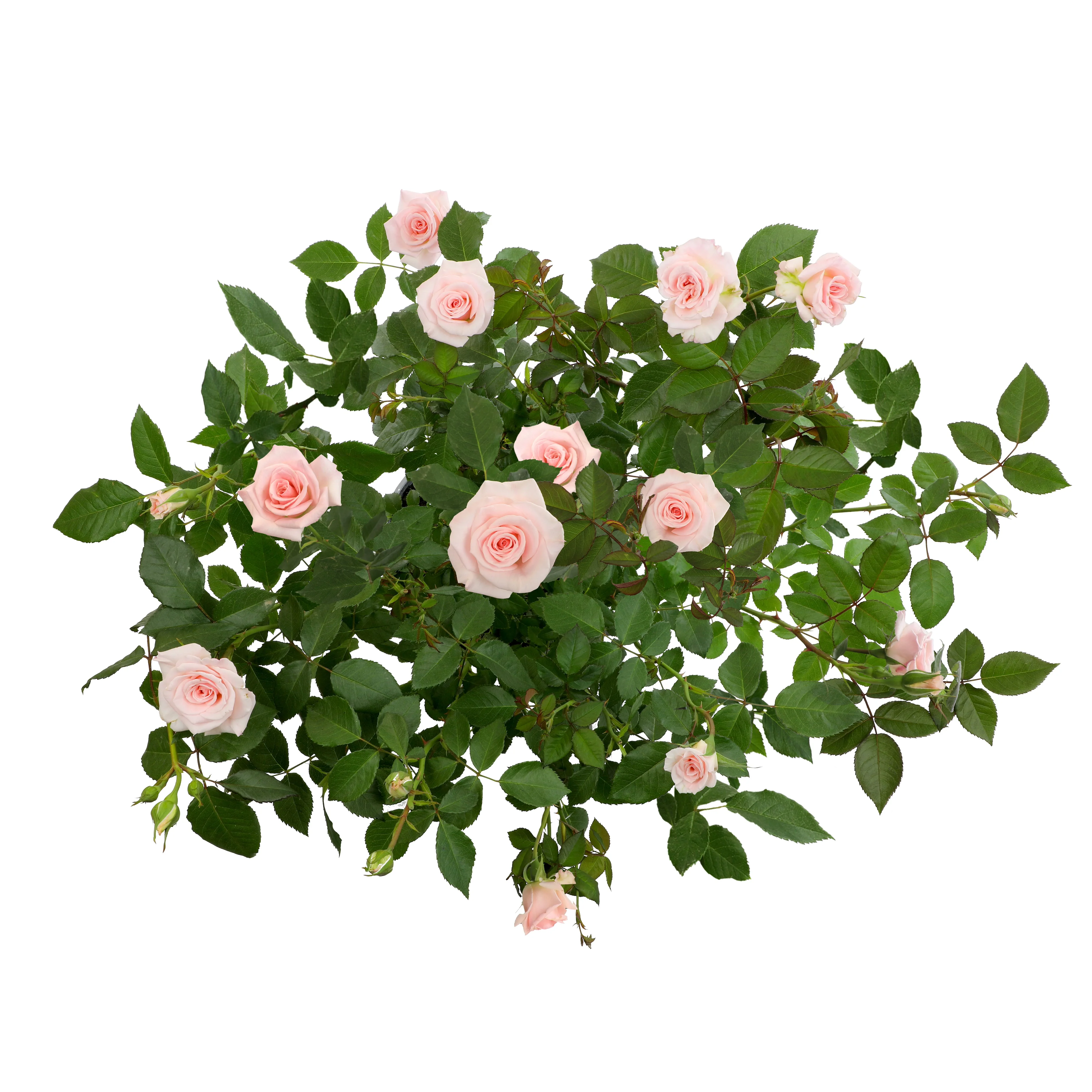 'True Bliss' PP28929 Rose Bush | Pink Roses | 8qt. Grow Pot | Full Sun | True Bloom by Altman Plants